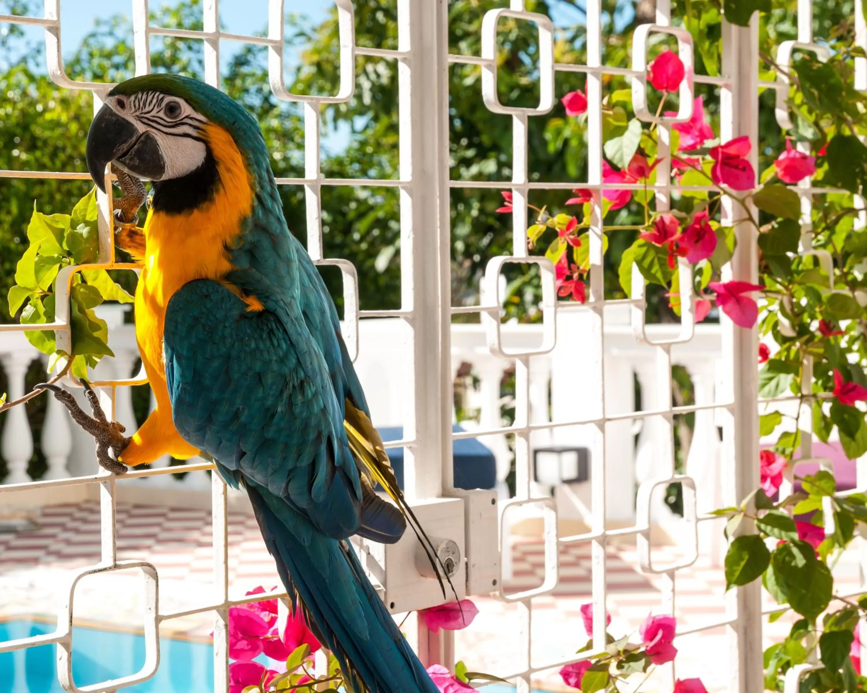 Patio in Prestige Property - Da Costa