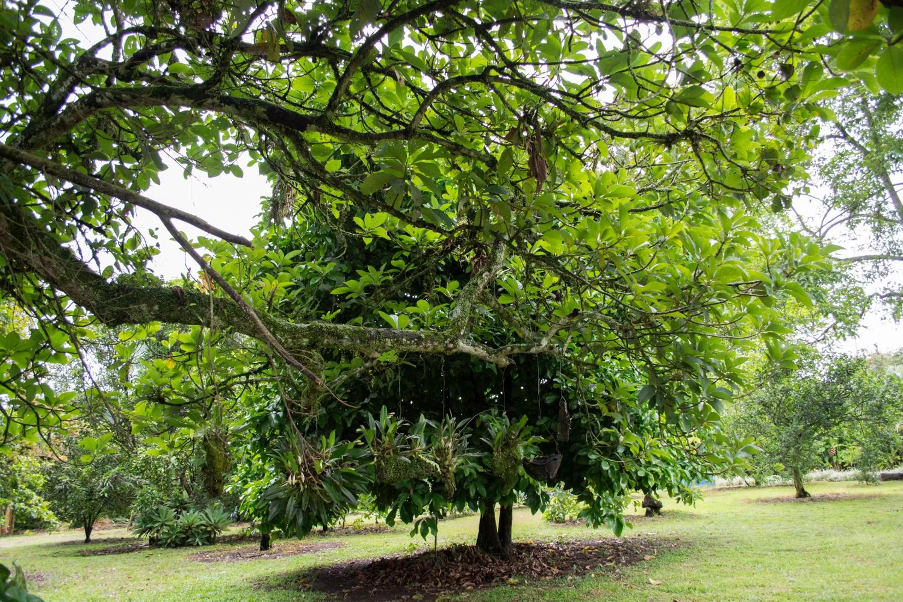 Natural landscape, Garden in Balsora Hotel Boutique