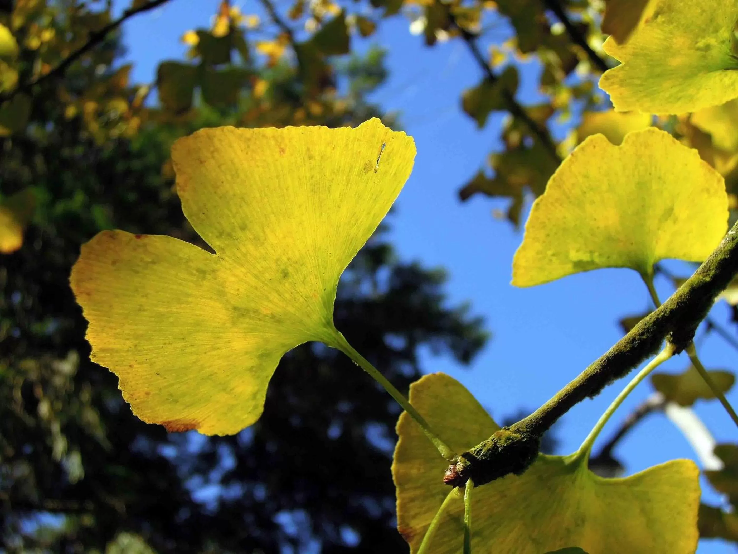 Winter in Ginkgo Hotel