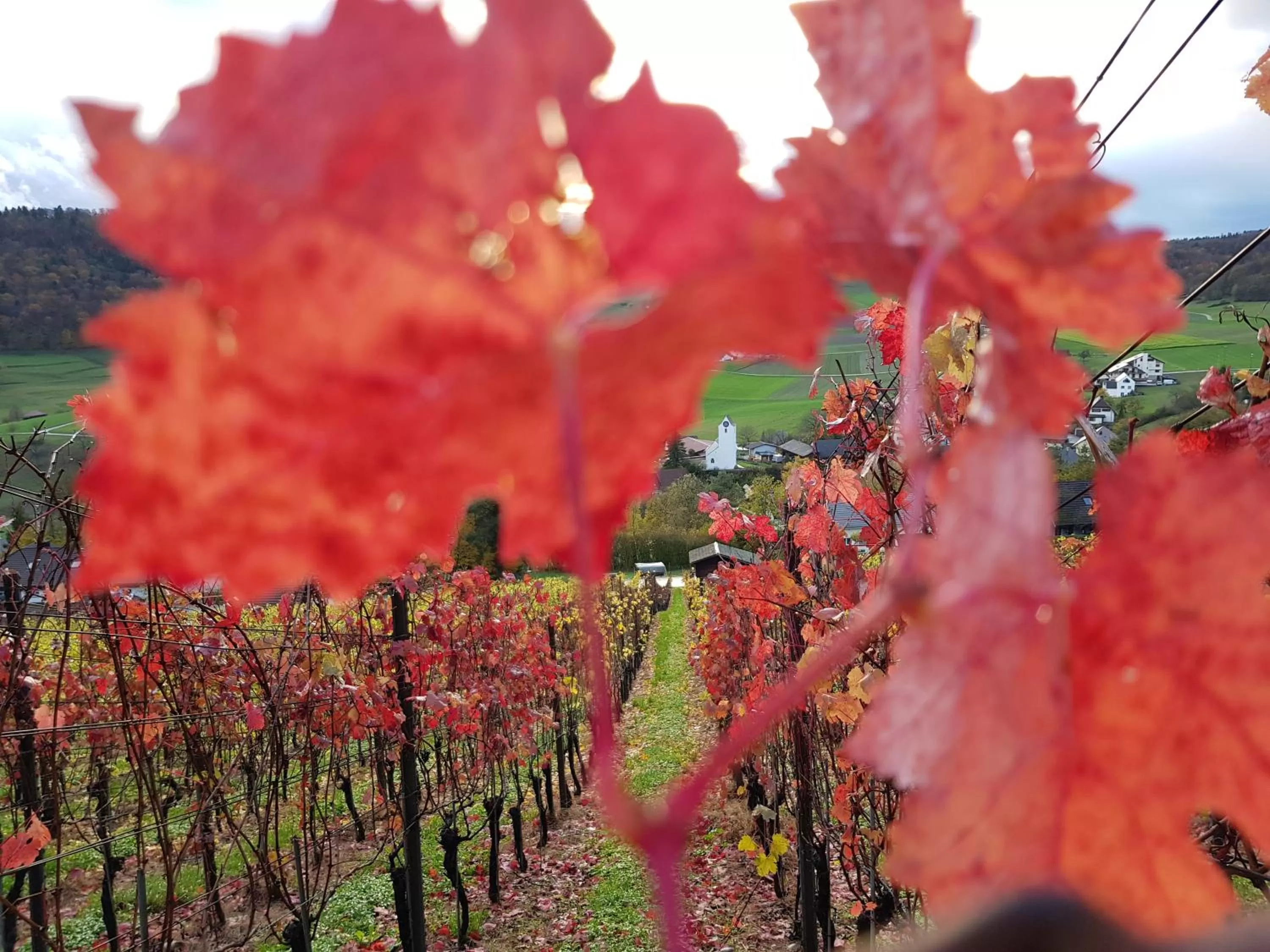 Autumn, Other Animals in BnB Mönthal im Jurapark