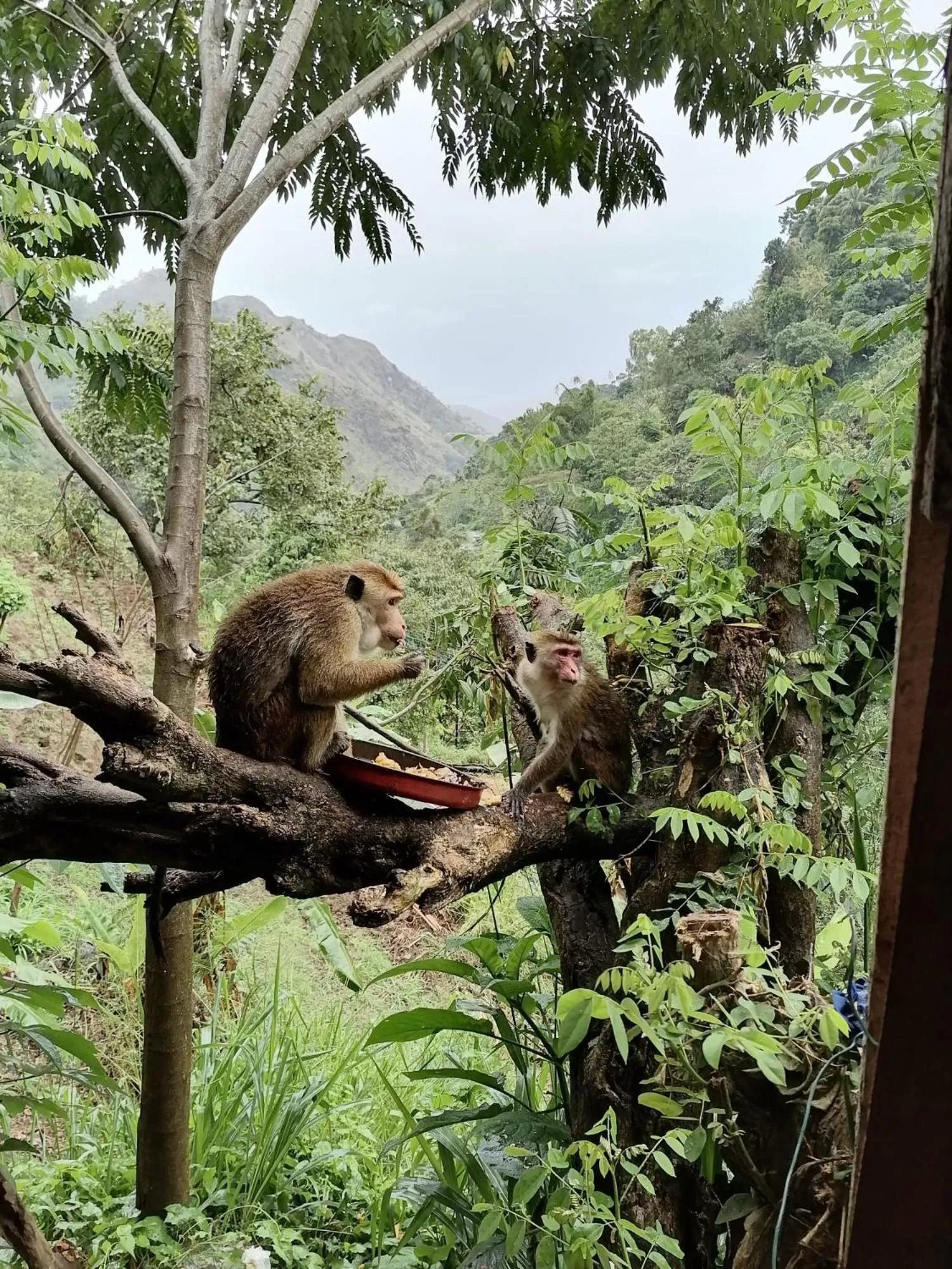 Other Animals in Ella Lucky Panoramic