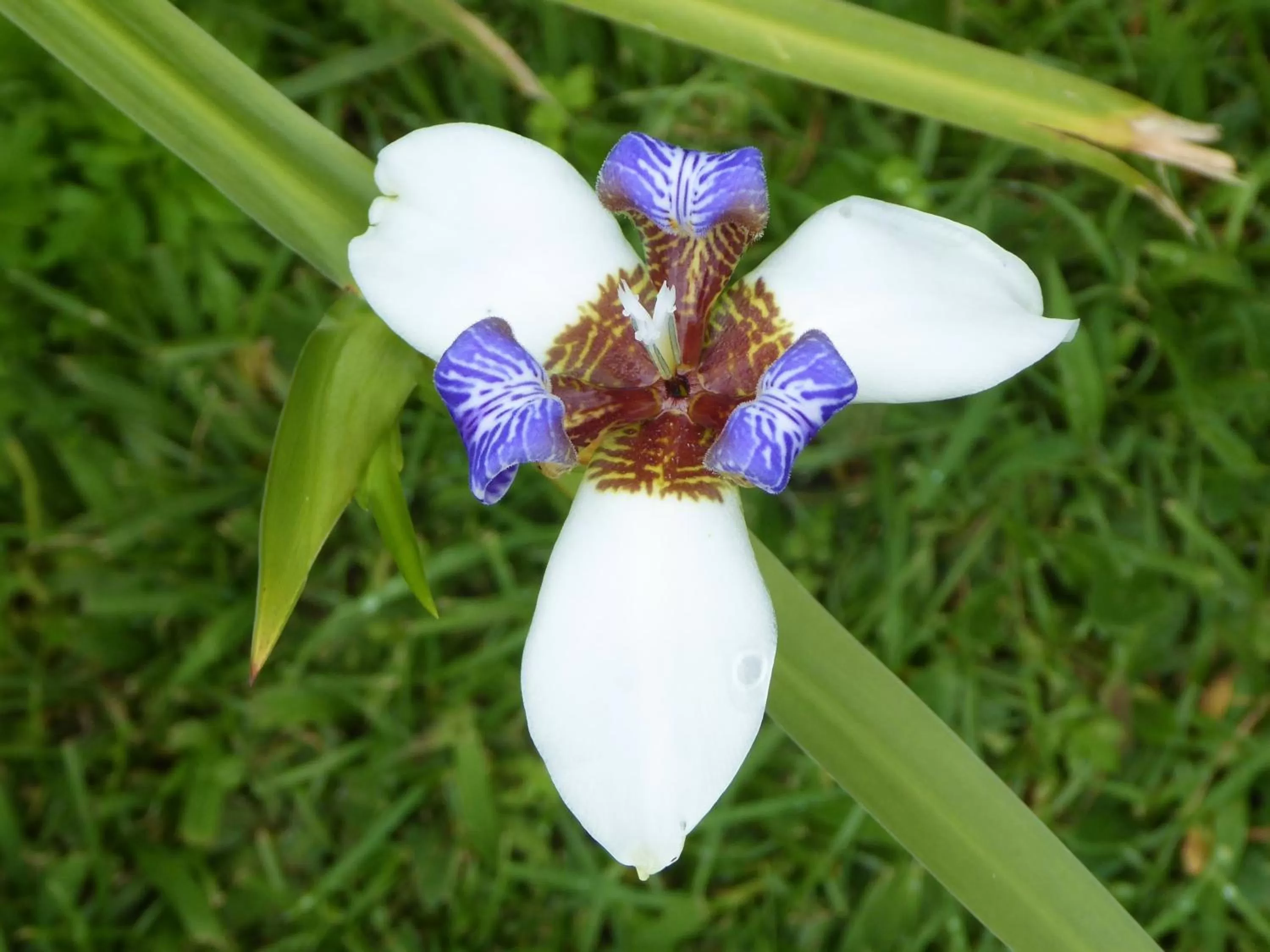 Garden, Other Animals in Finca El Cielo