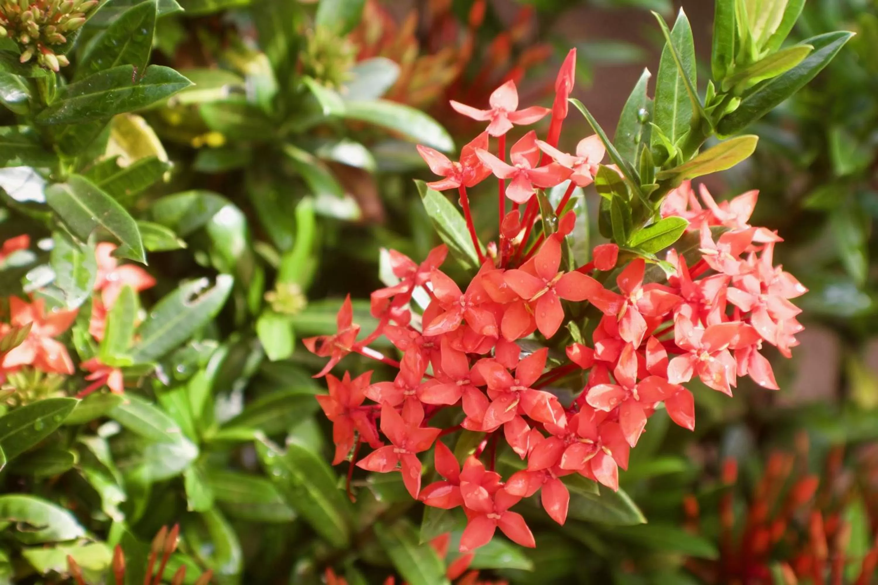 Garden in Placencia Villas