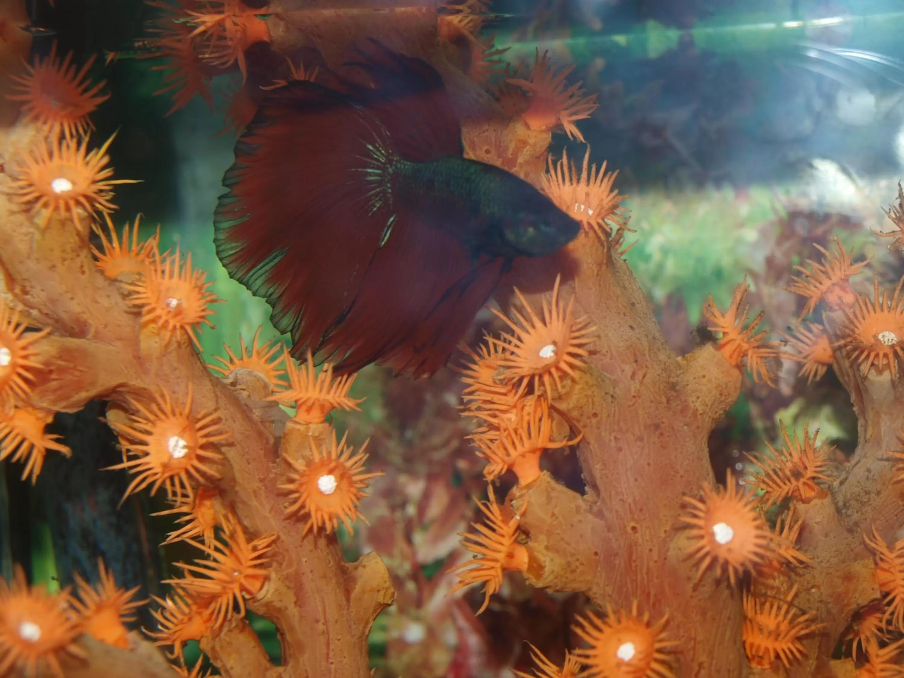 Decorative detail, Other Animals in Hotel Francisco Javier