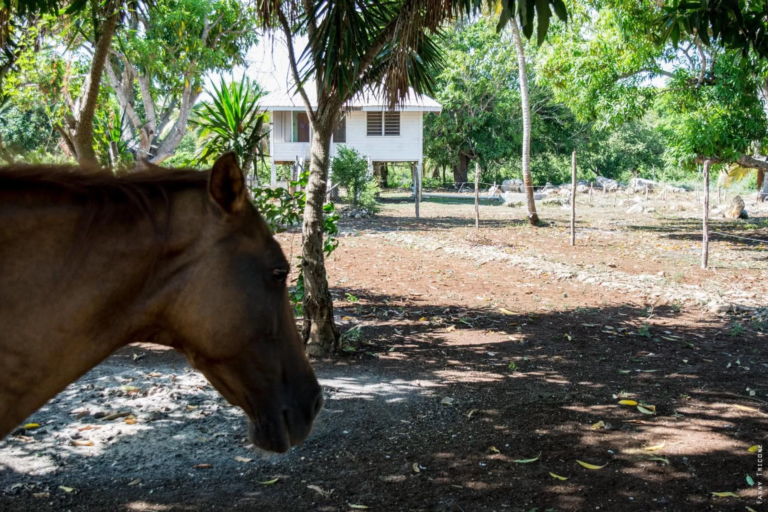 Facade/entrance, Other Animals in Horse Cottage