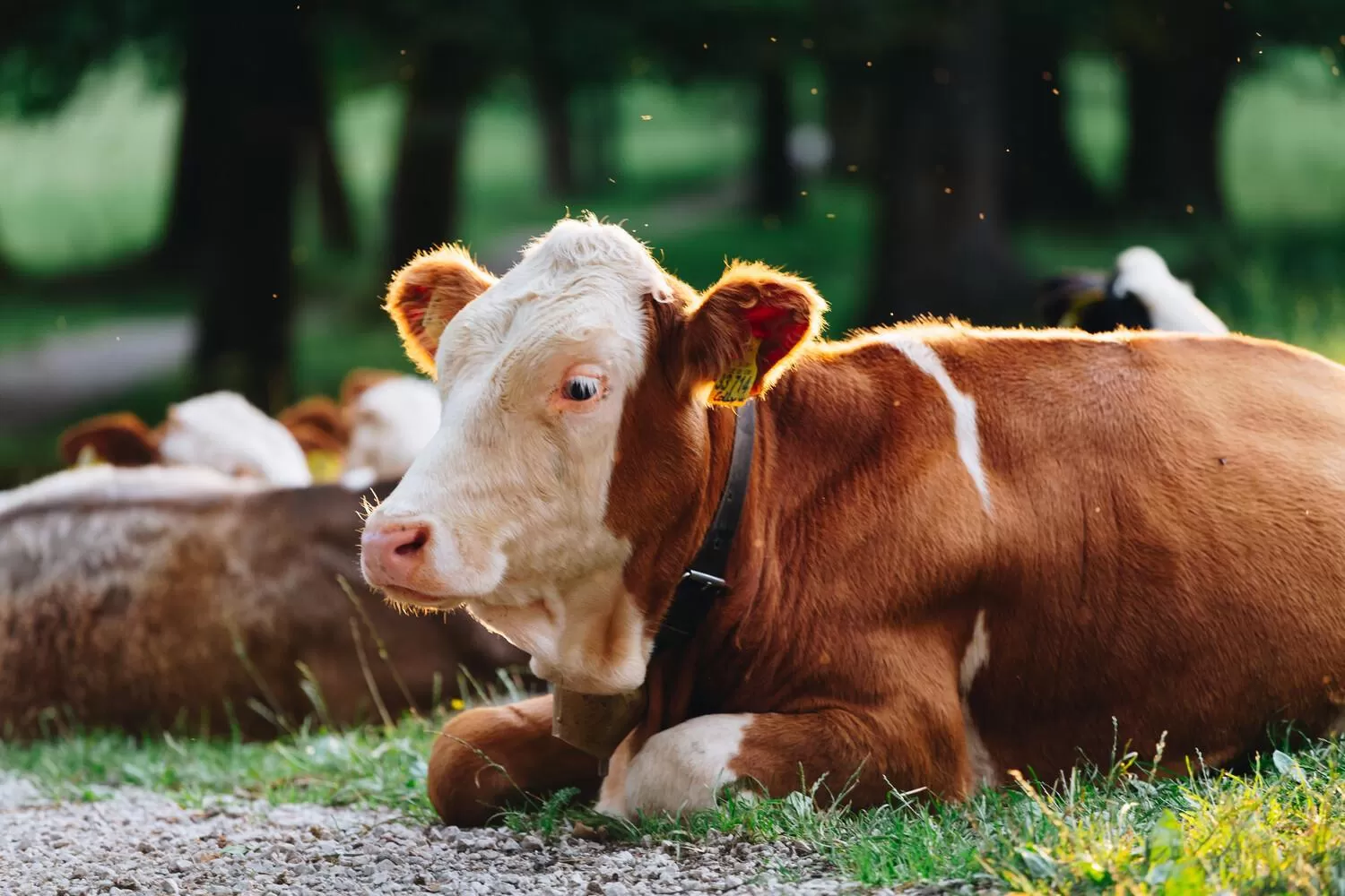 Other in aja Garmisch-Partenkirchen