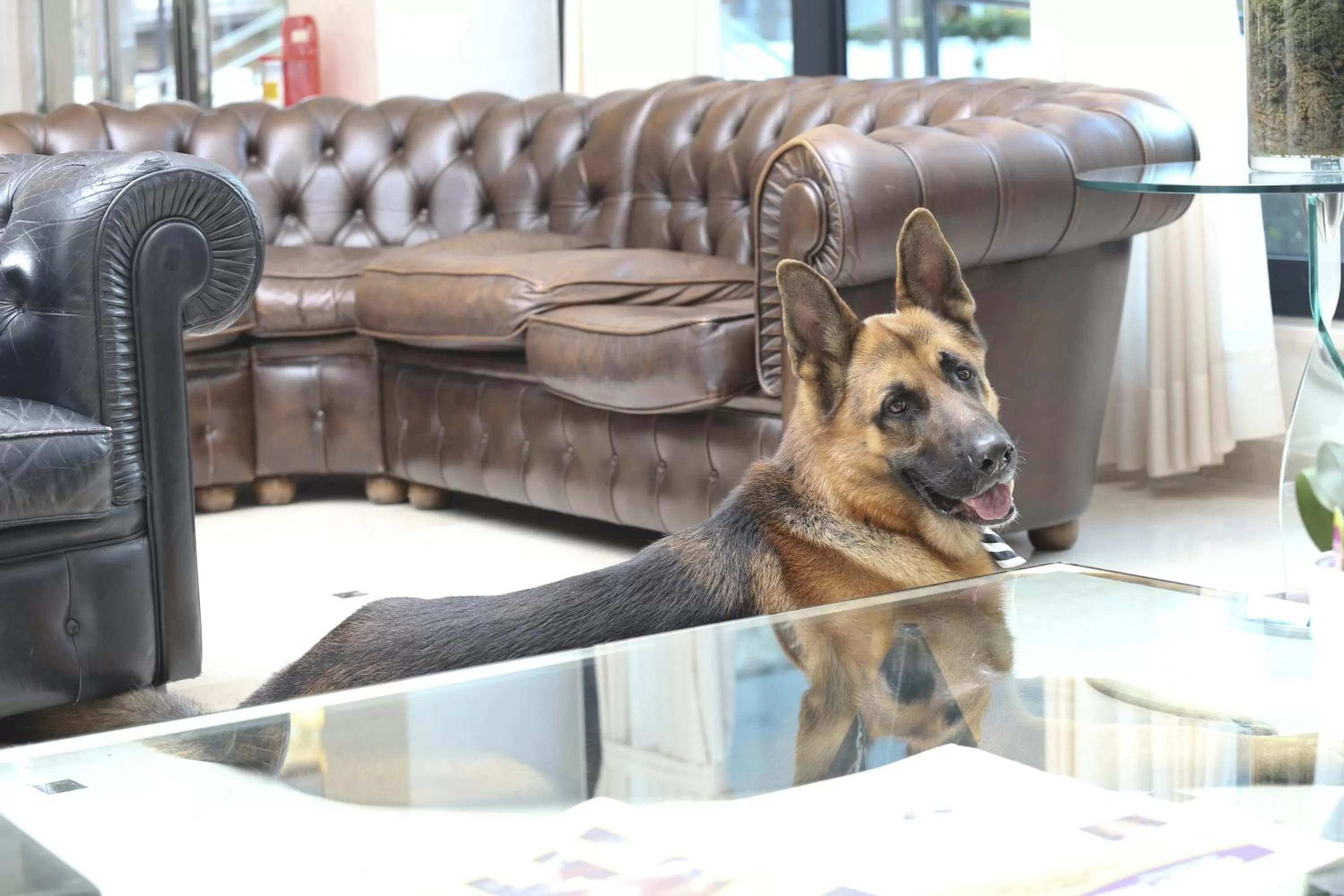 Pets in Hotel Du Soleil