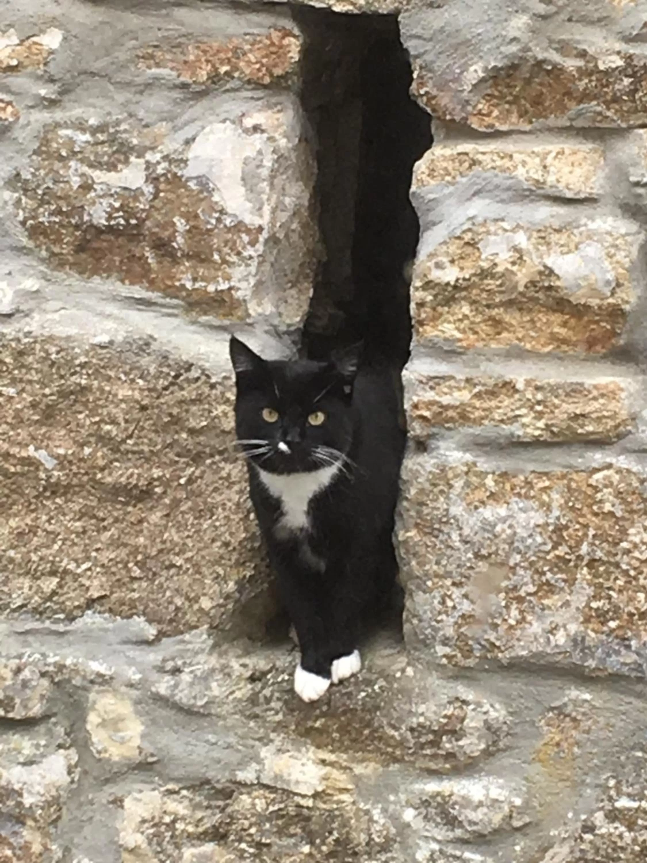 Animals in Higher Trenear Farm B&B