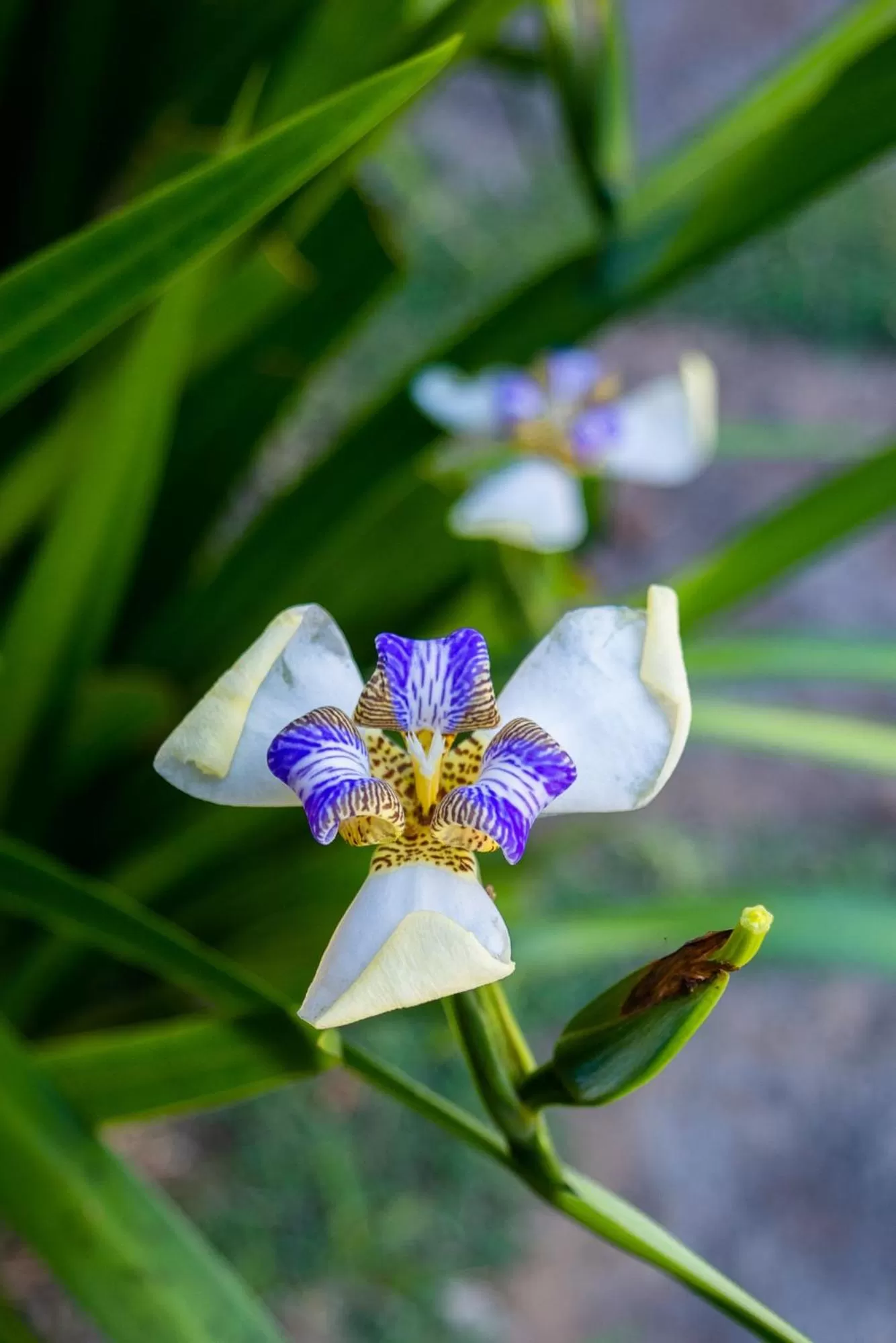 Garden in Villa Bella Ferradura