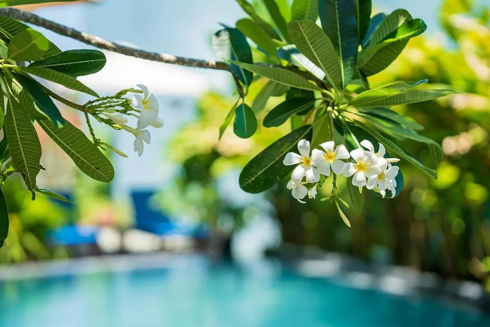 Swimming pool in Coco Island Villa