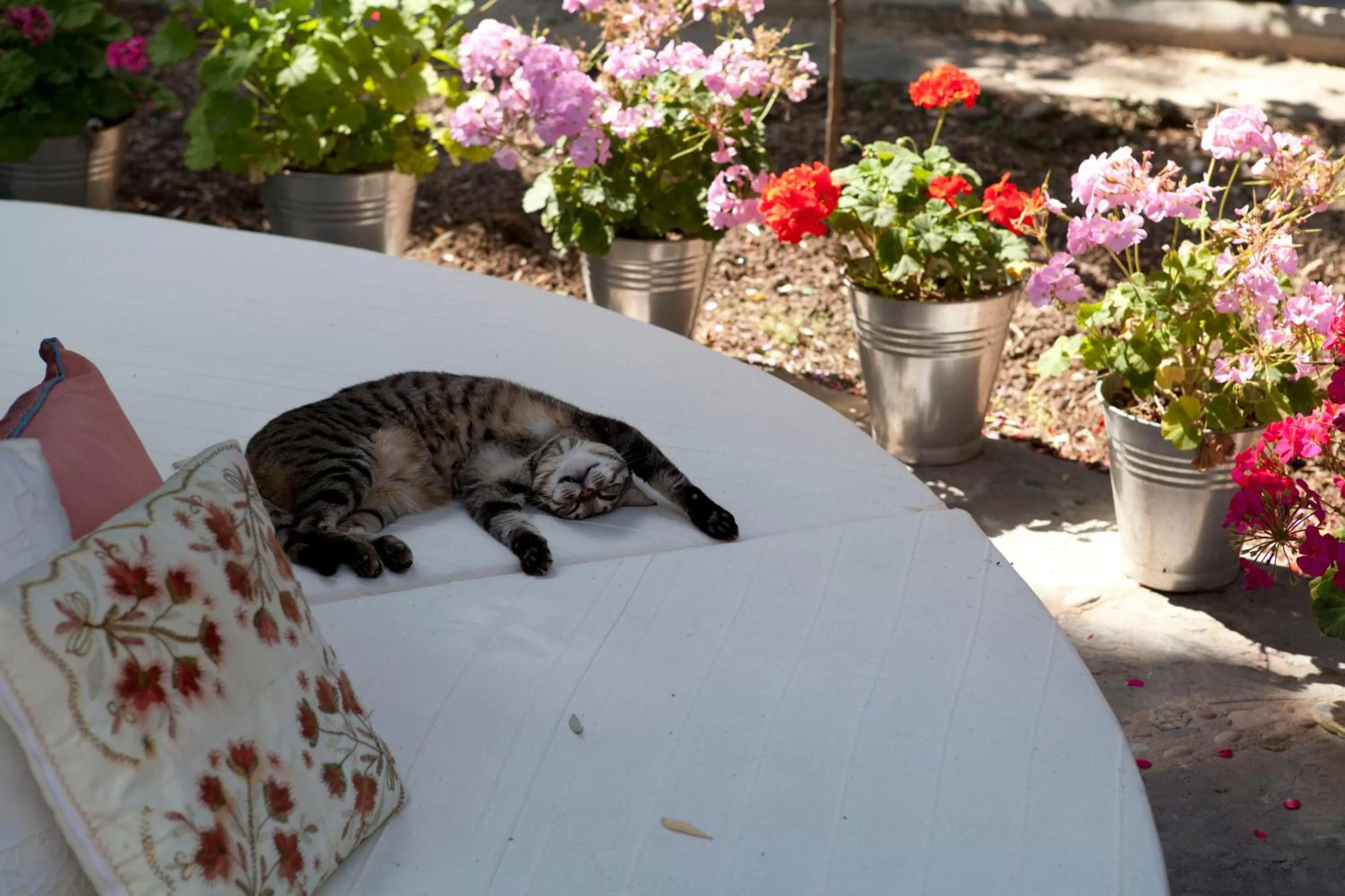 Pets in Ha La Bodrum