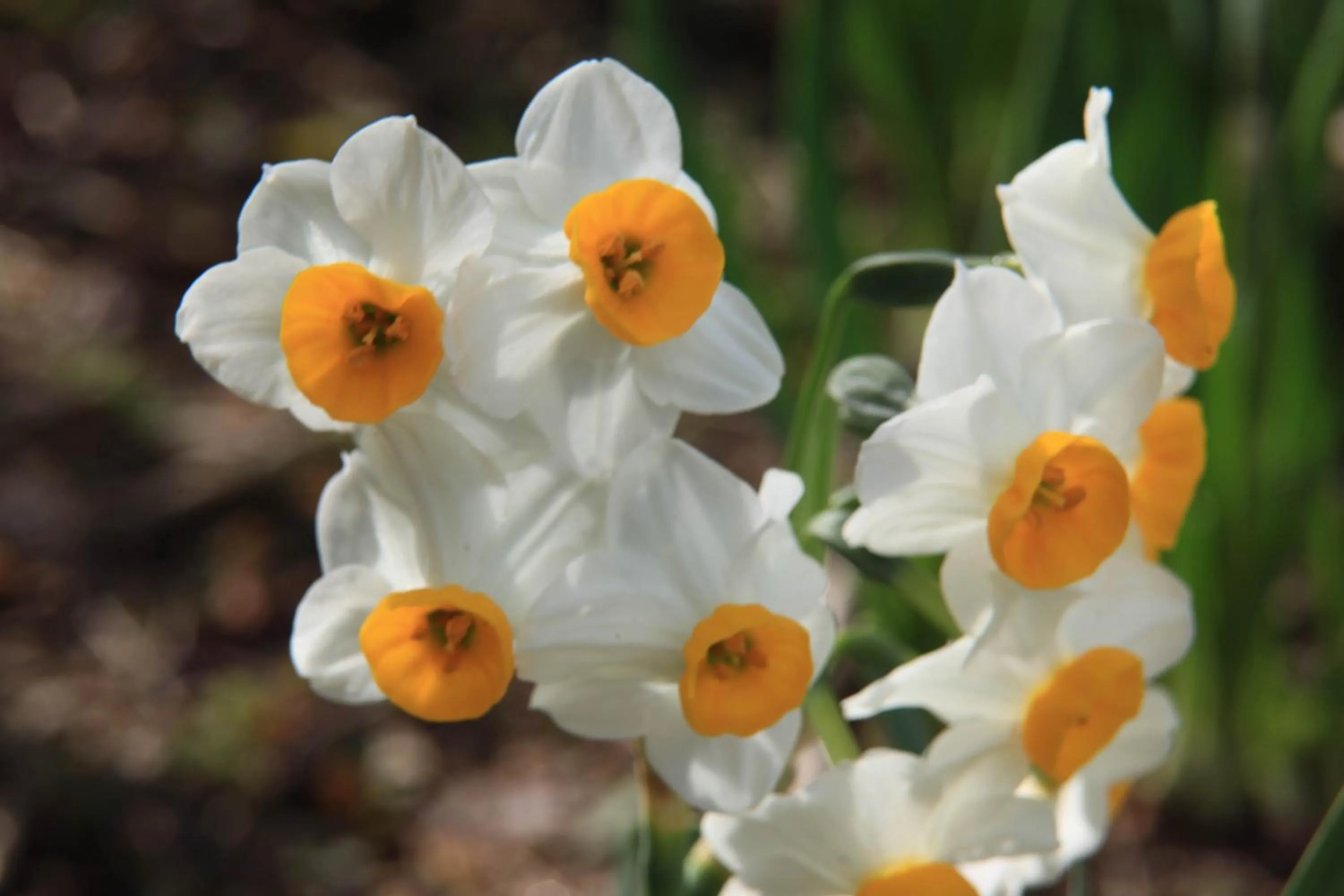 Spring in Takamatsu Tokyu REI Hotel