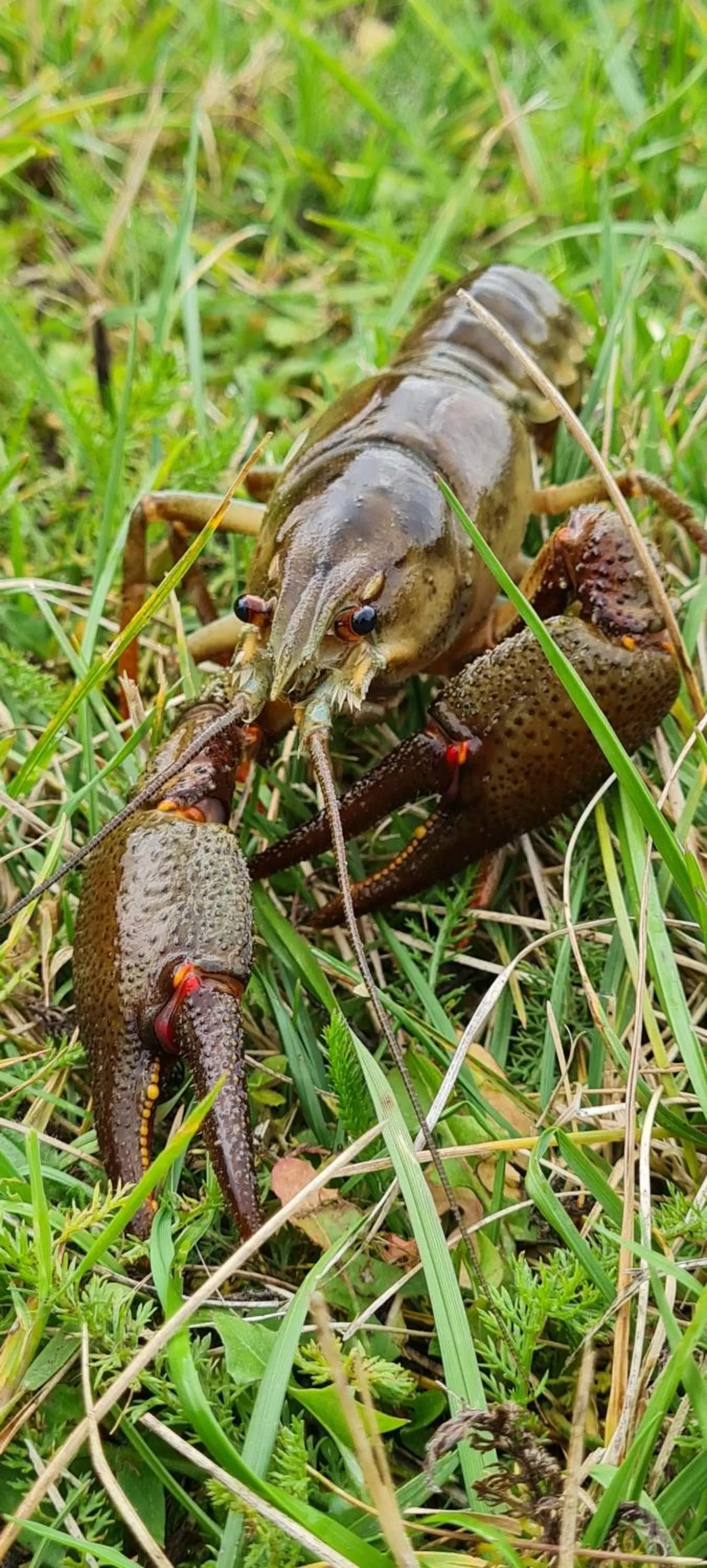 Le Moulin Aux Ecrevisses