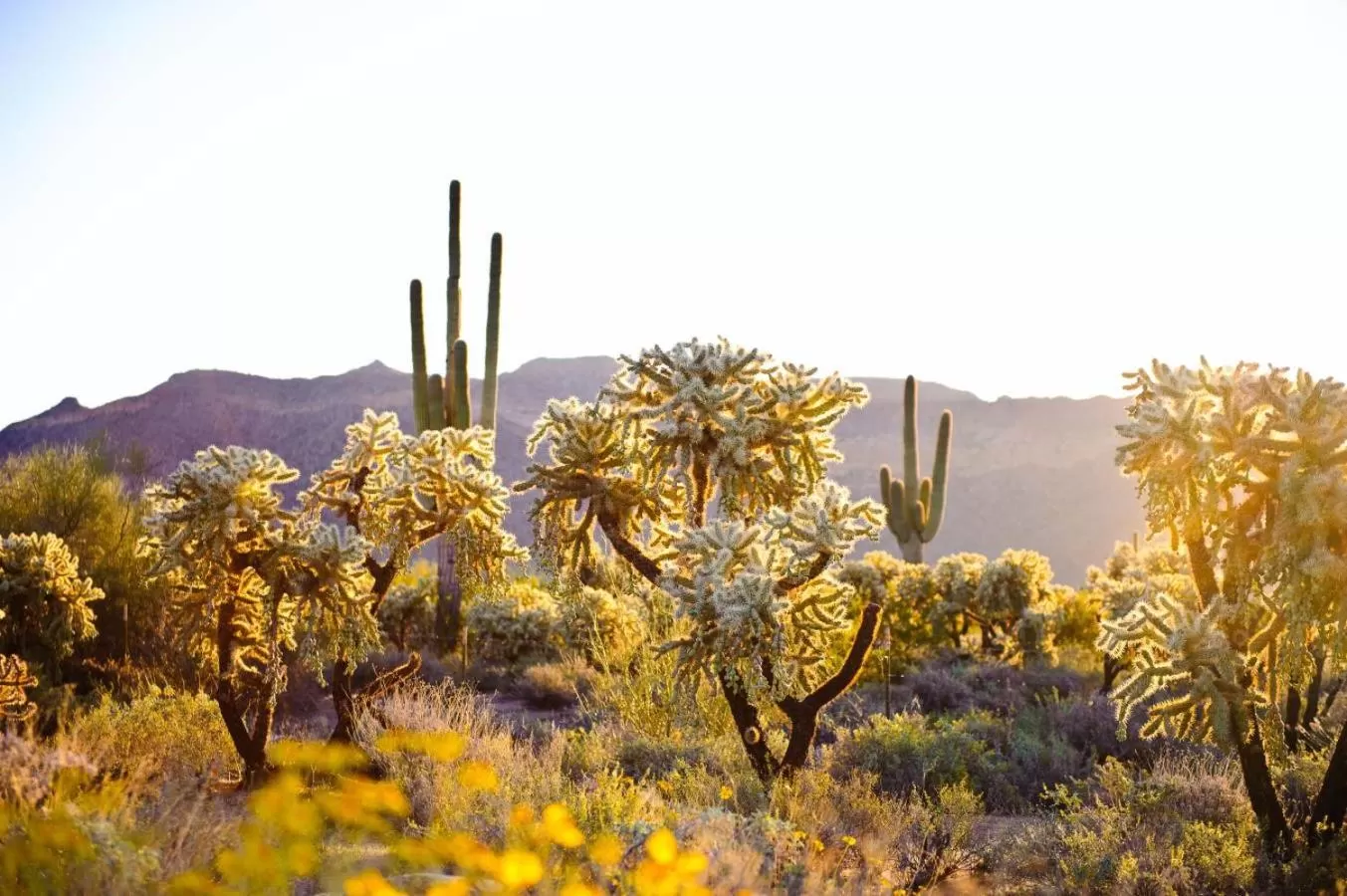 Natural landscape in Hyatt Place Phoenix/ Mesa