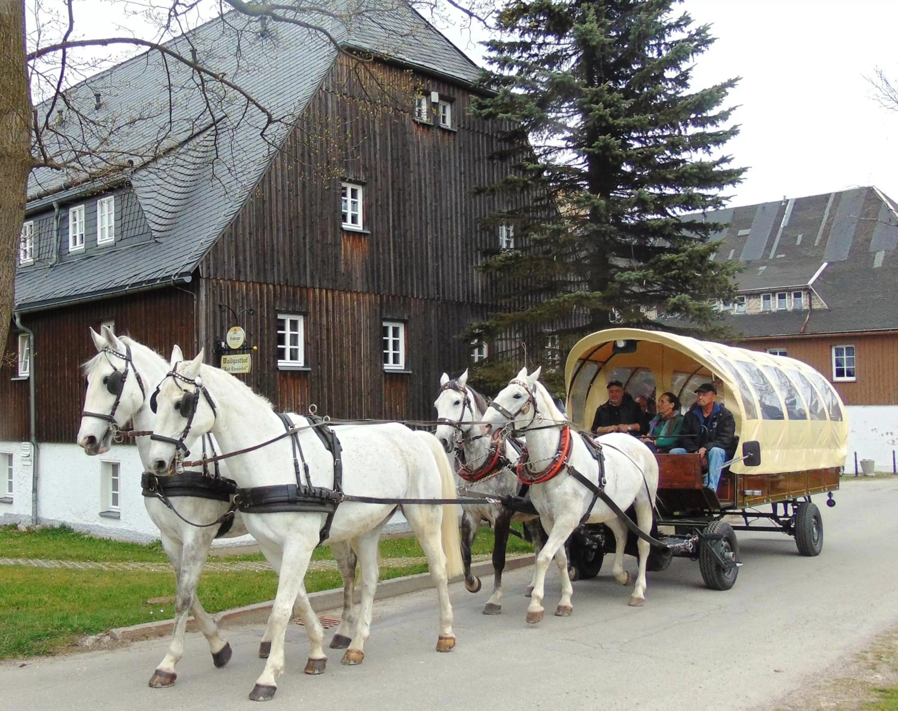 Activities, Other Animals in Waldgasthof Bad Einsiedel