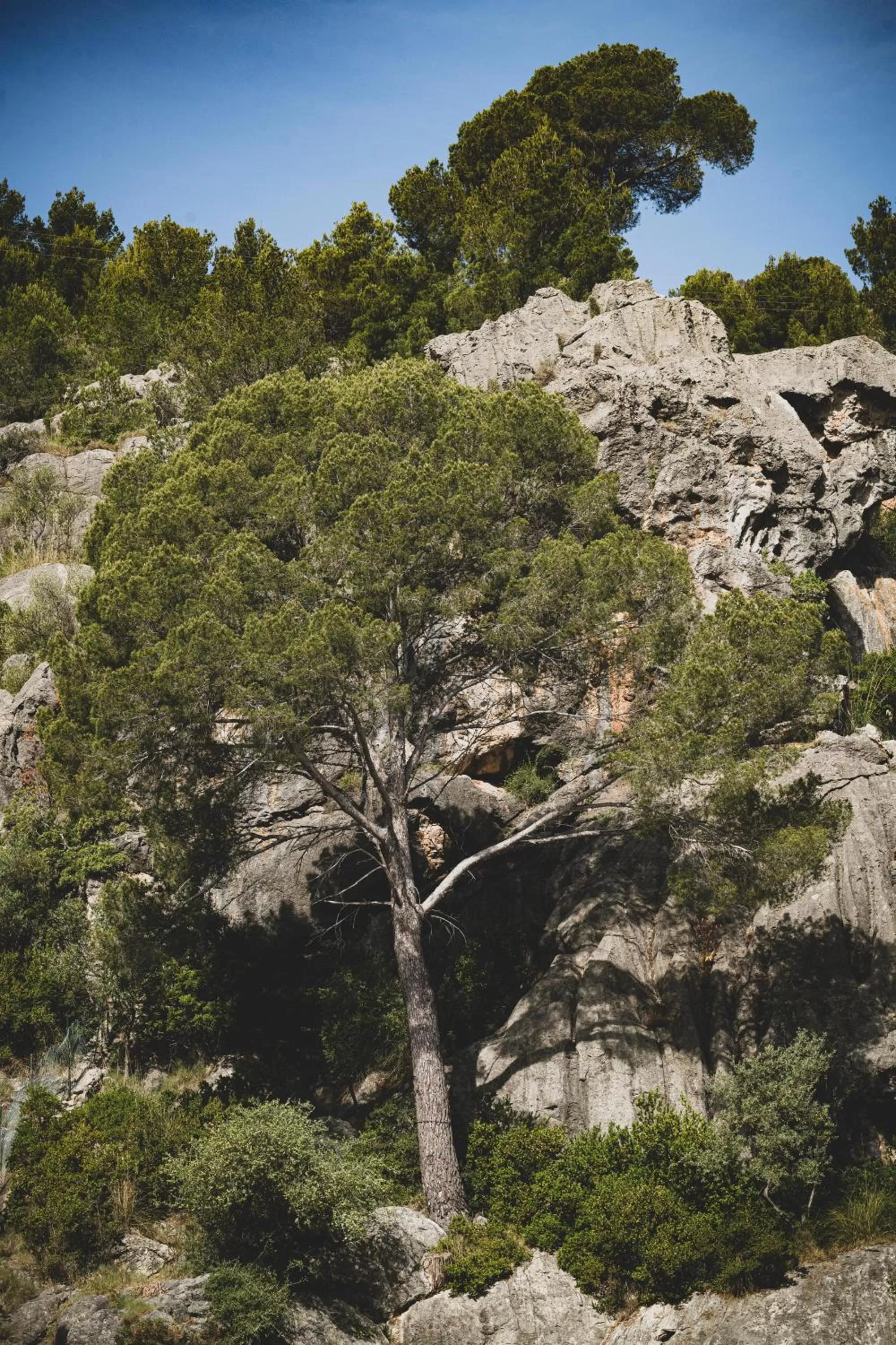 Natural landscape in Pure Salt Port de Sóller