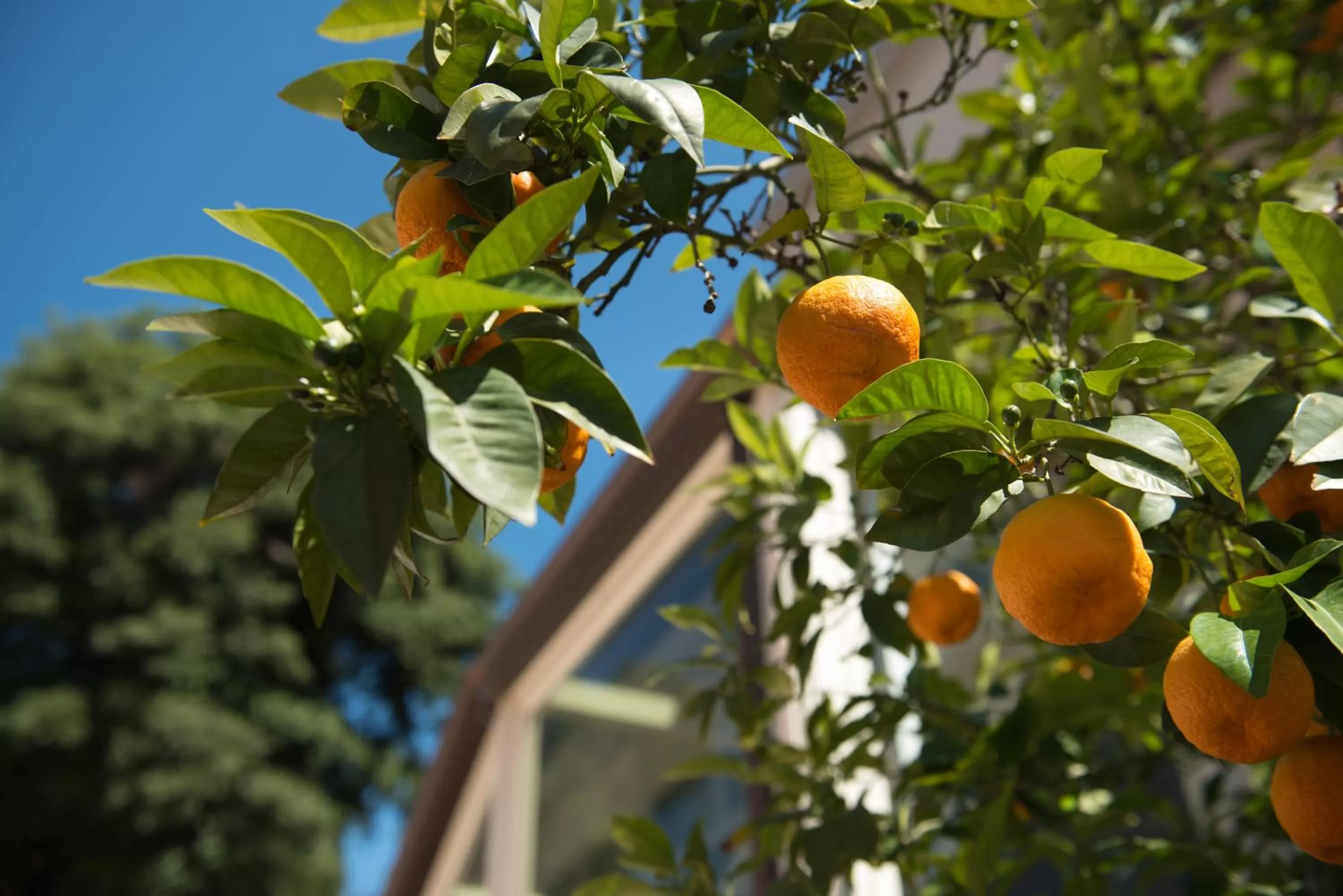 Garden in Hotel Degli Aranci