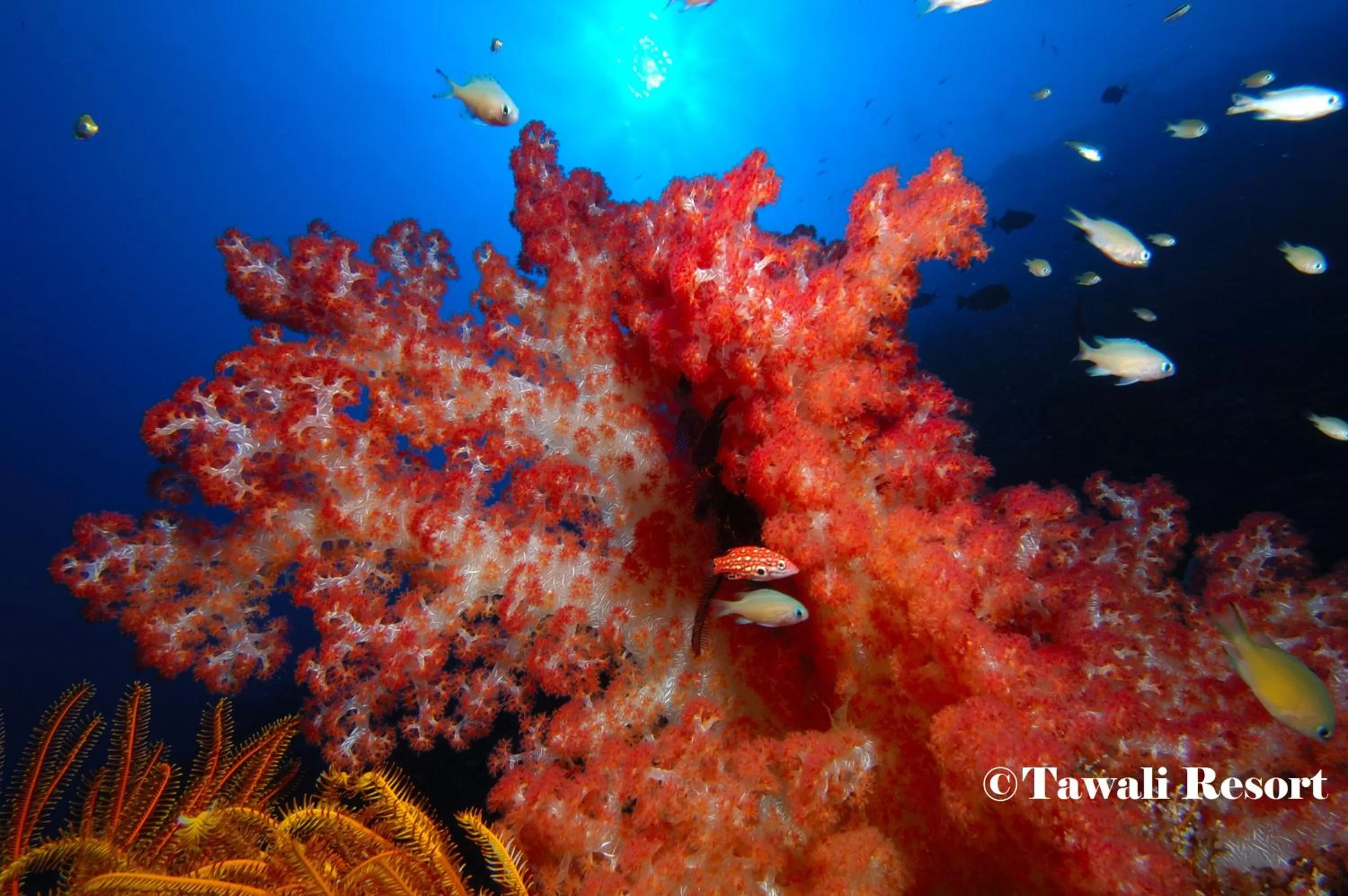 Tawali Leisure & Dive Resort