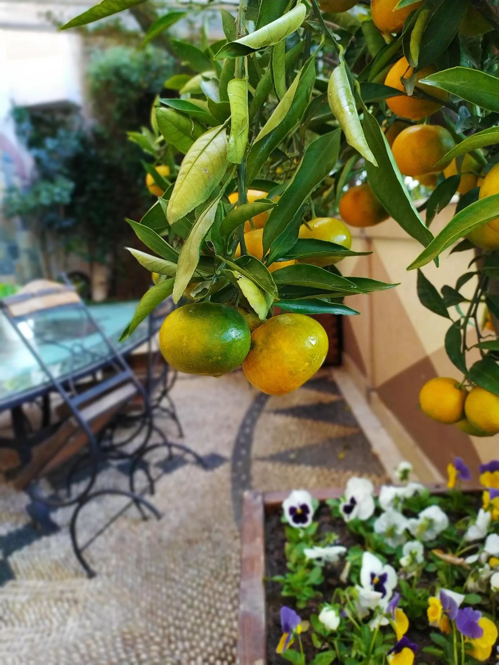 Garden in Antea Palace Hotel & Spa