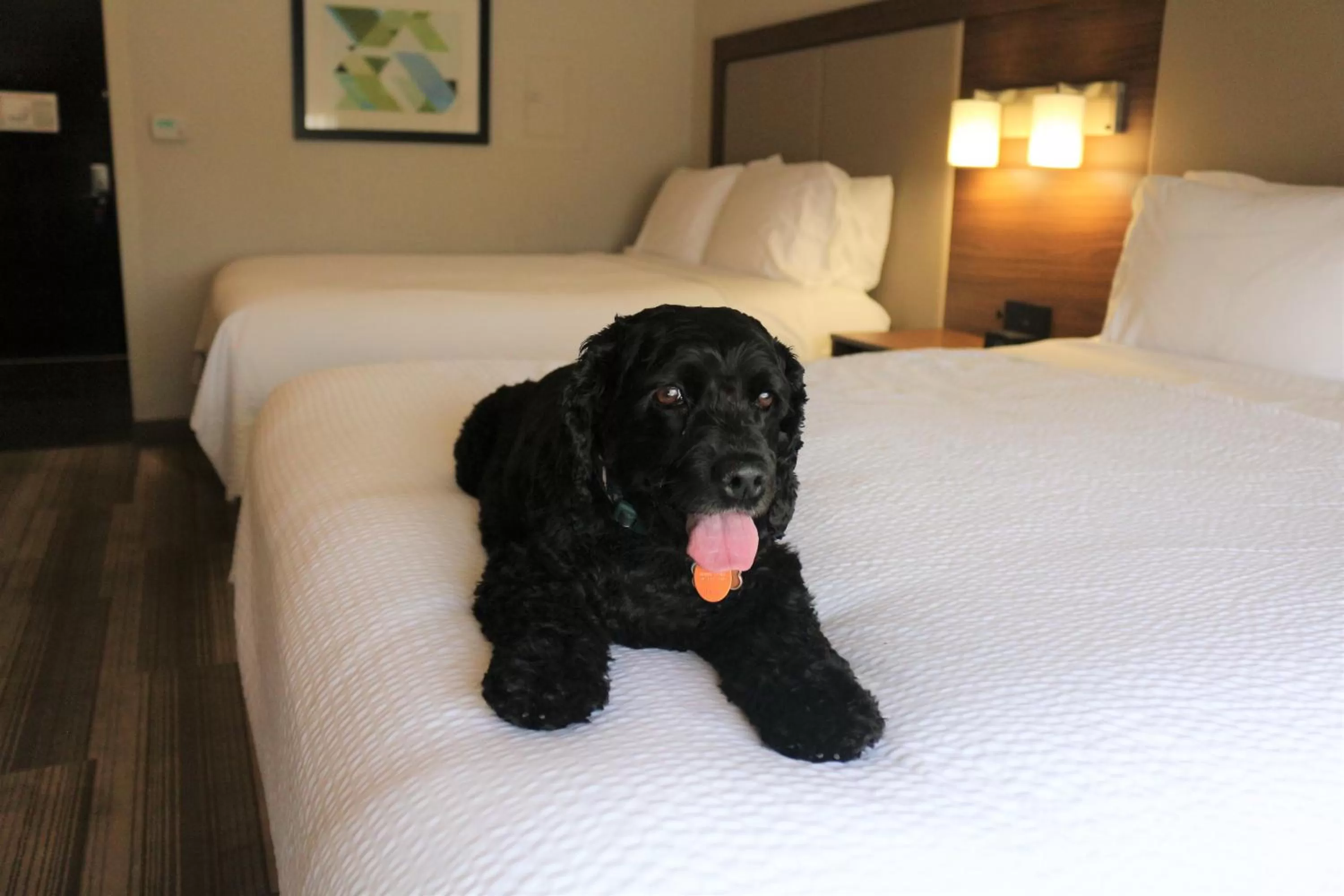 Pets, Bed in Holiday Inn Express & Suites Albuquerque Historic Old Town by IHG