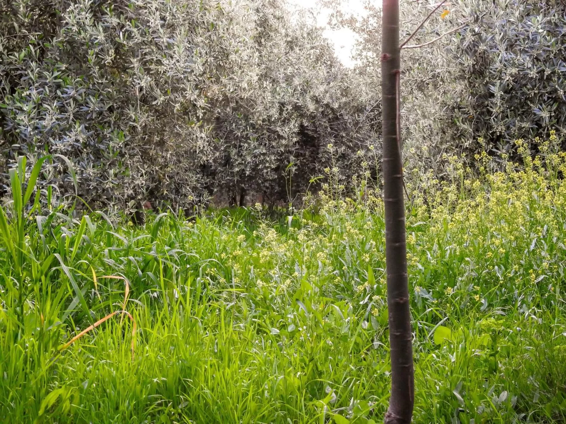Garden in Le Bleu House