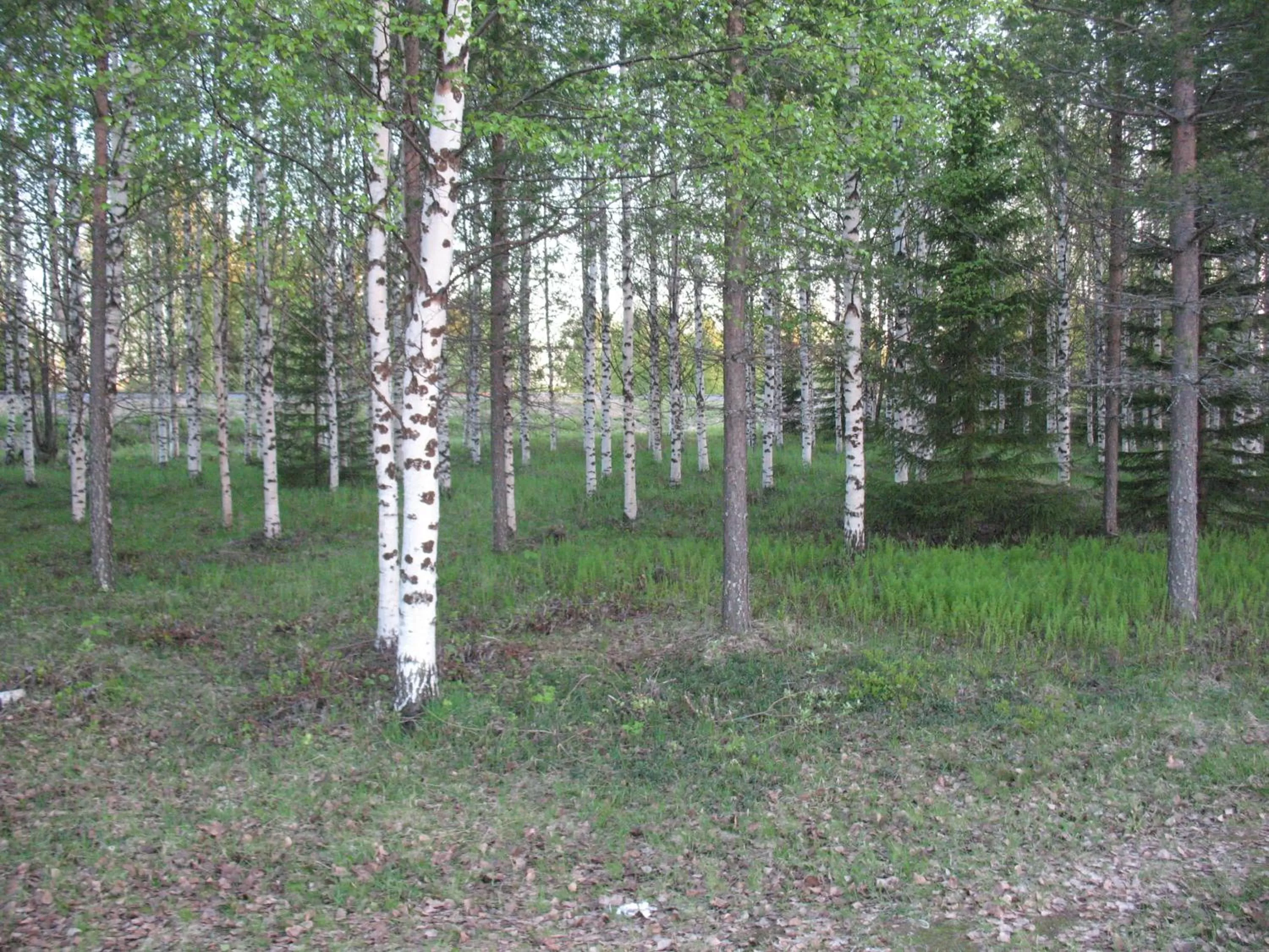 Day in Hotel Kemijärvi