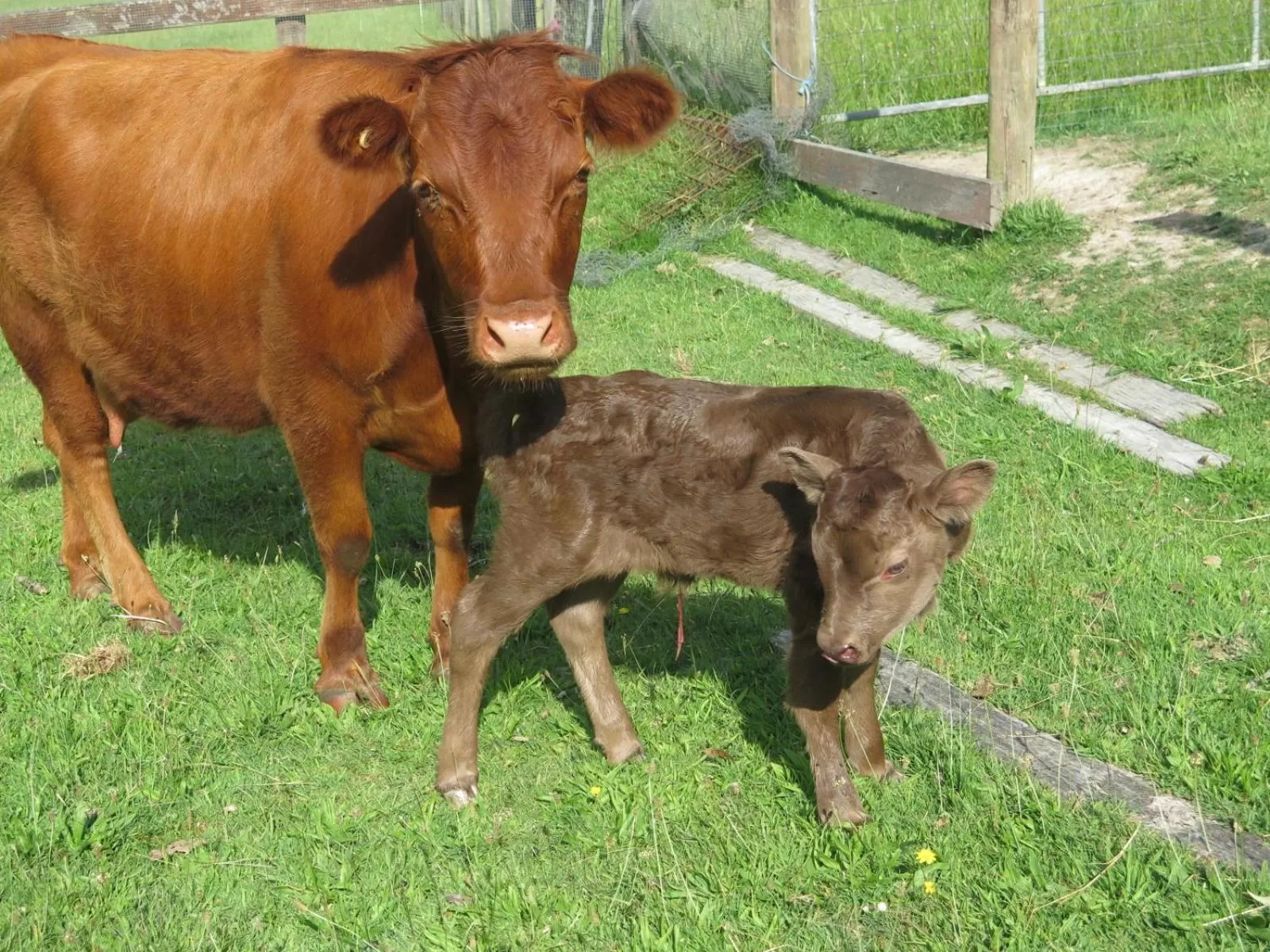 Property building, Other Animals in Honeyeater Cottage