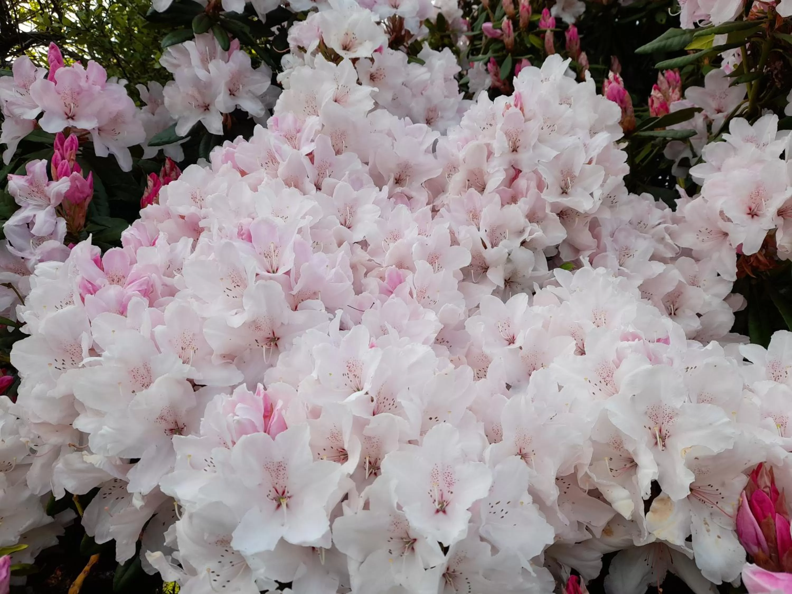 Hillside Bed and Breakfast