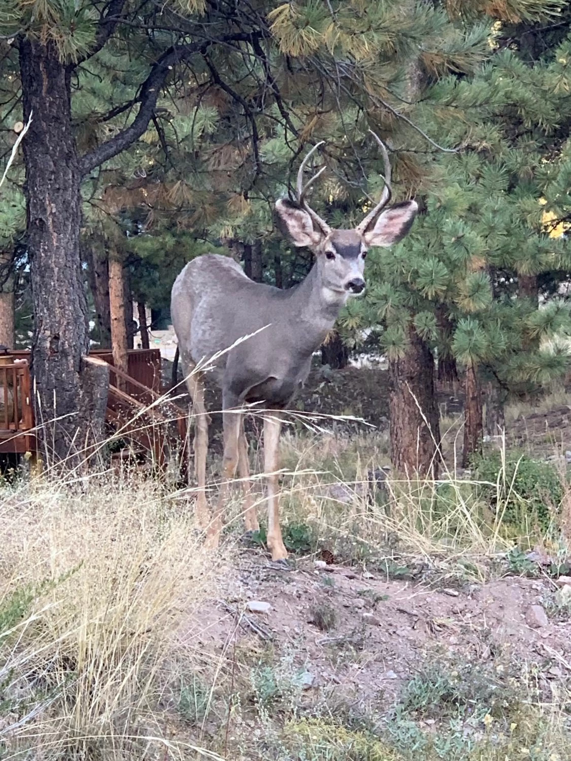 The North Face Lodge