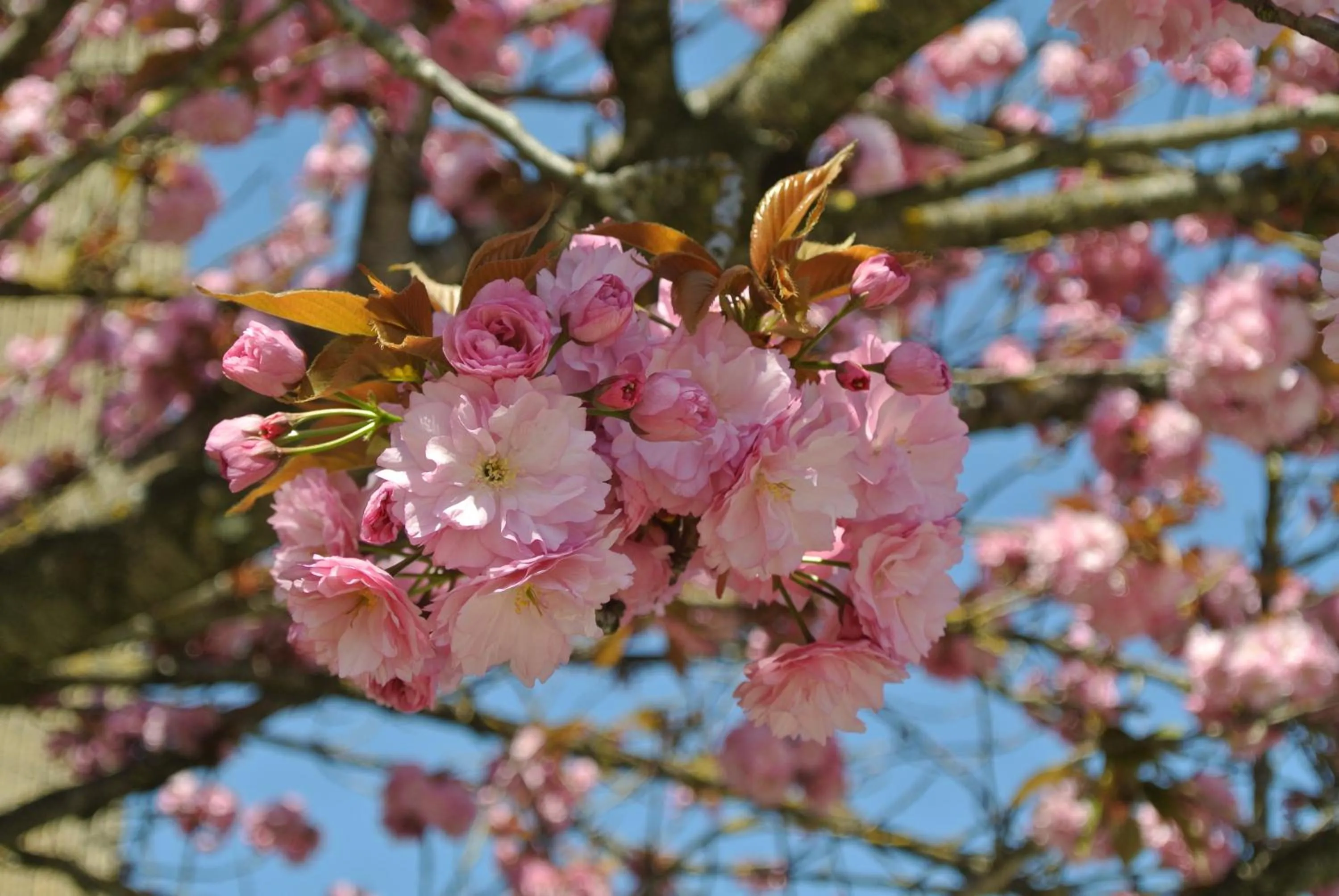 Garden in Hotel i Ciliegi