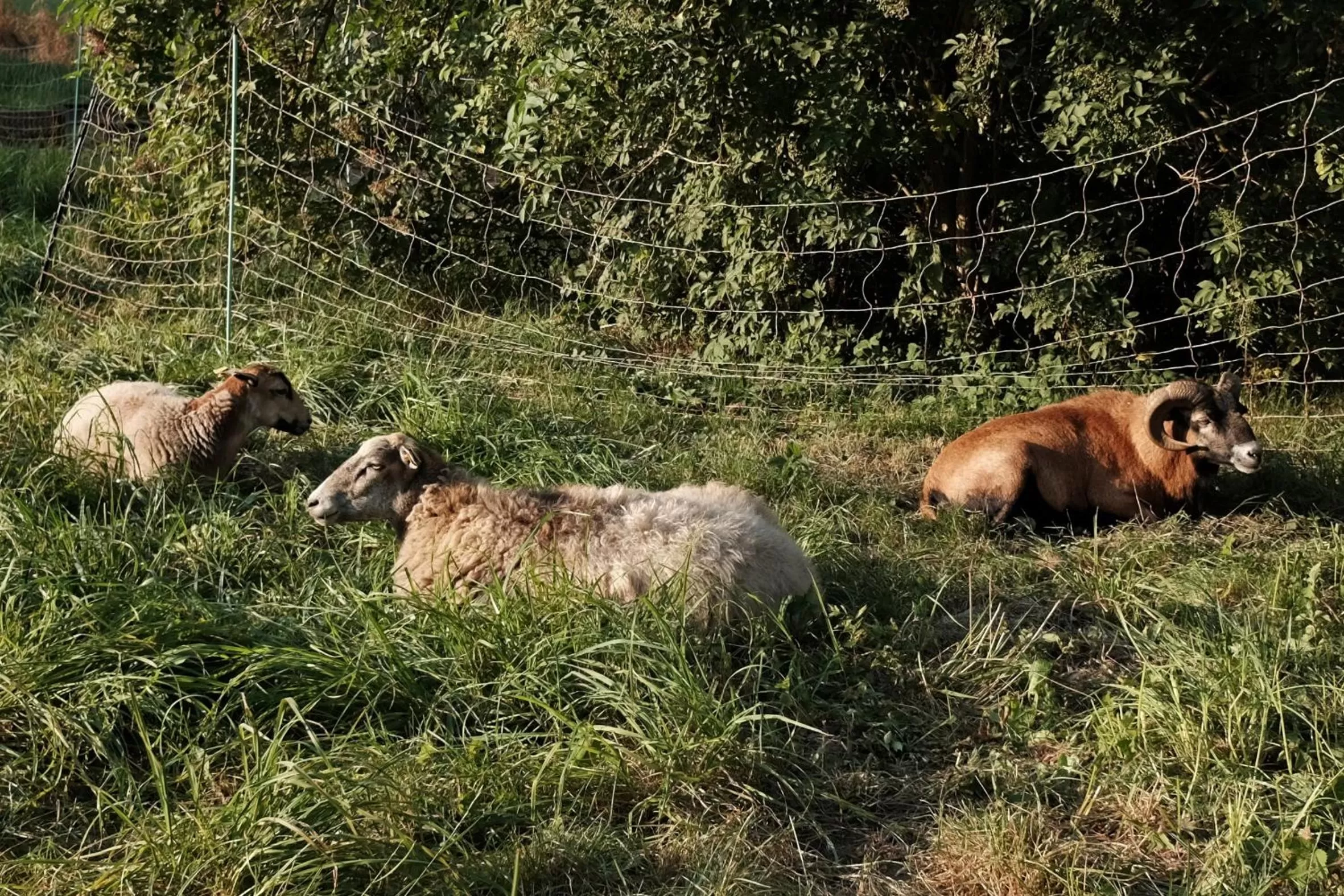 Animals in Seefahrer Musik- & Kreativhotel