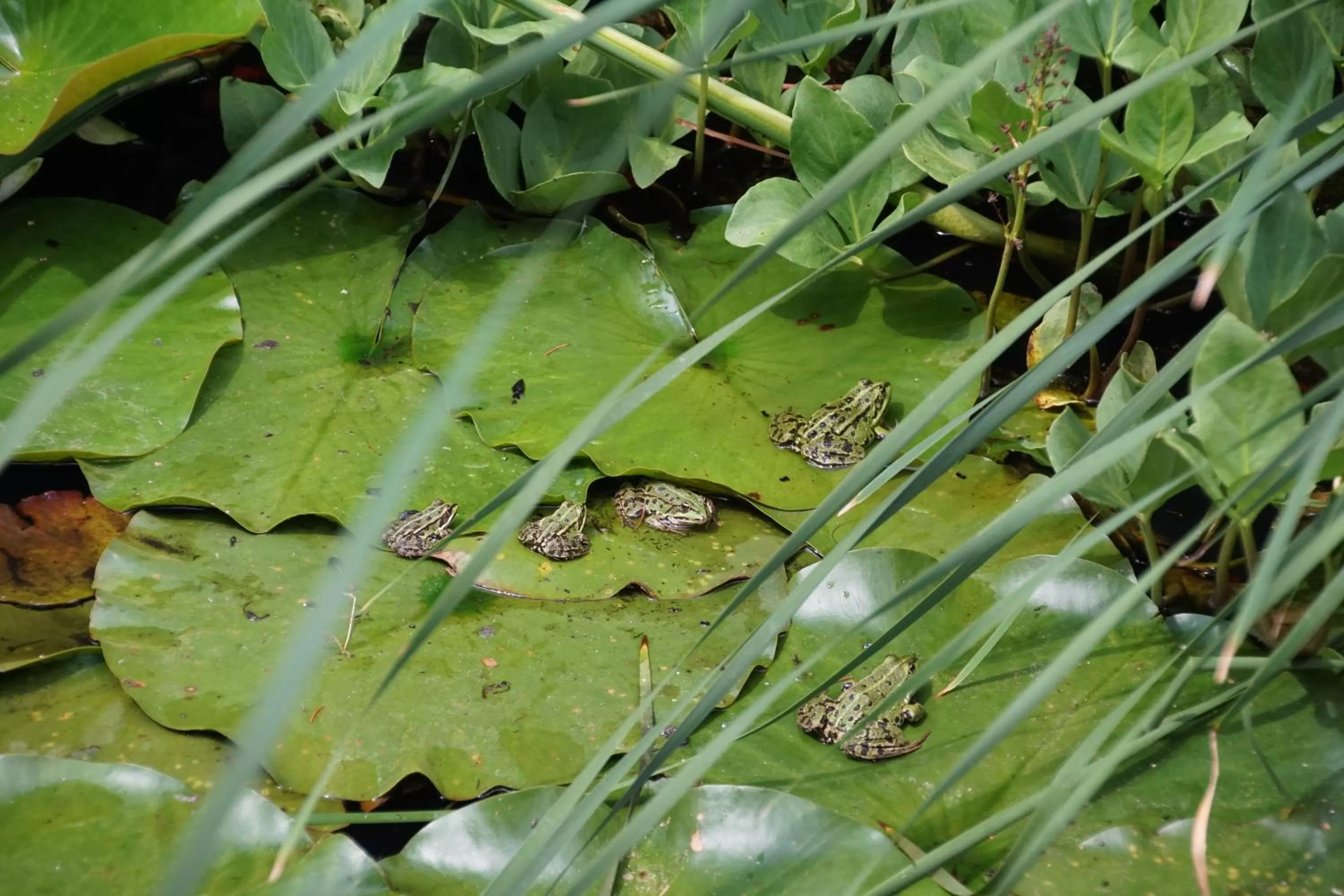 Garden in Bed & Breakfast aan de Beek