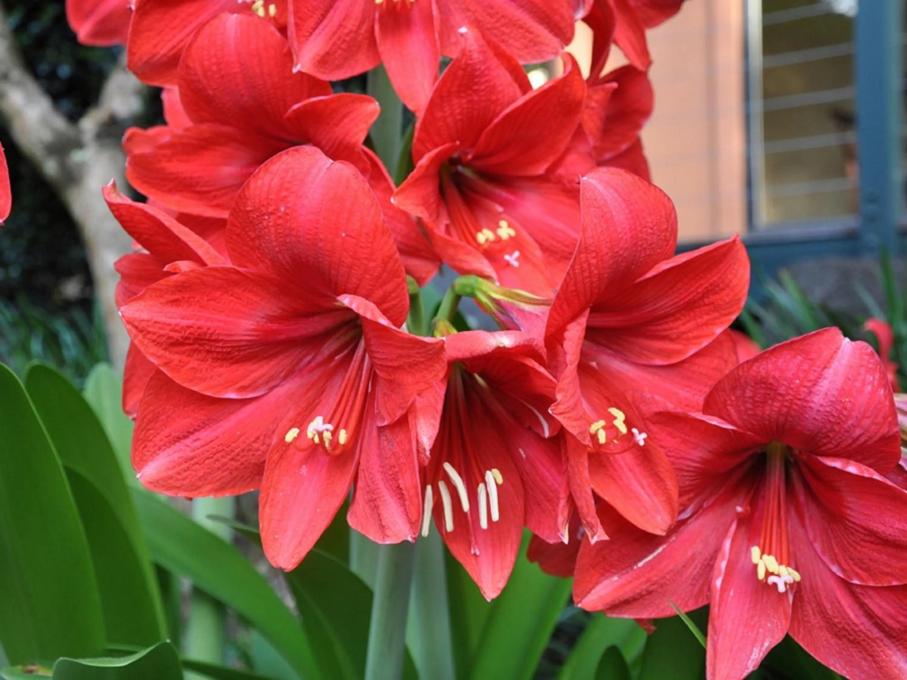 Garden in Escarpment Retreat & Day Spa for Couples