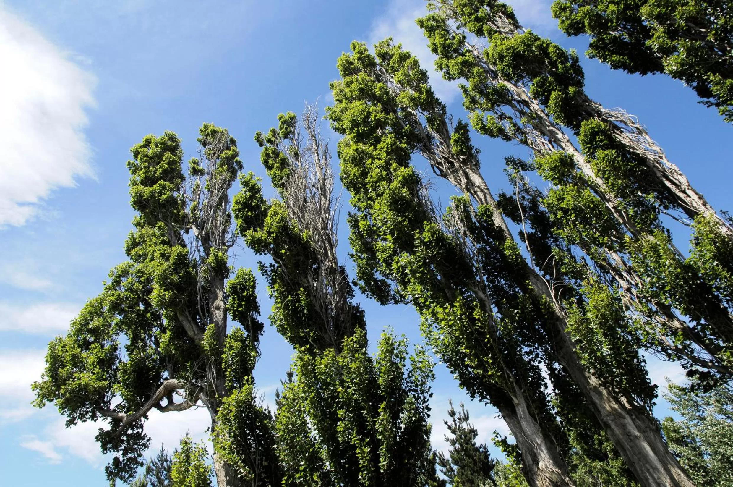 Garden in Hotel Sierra Nevada