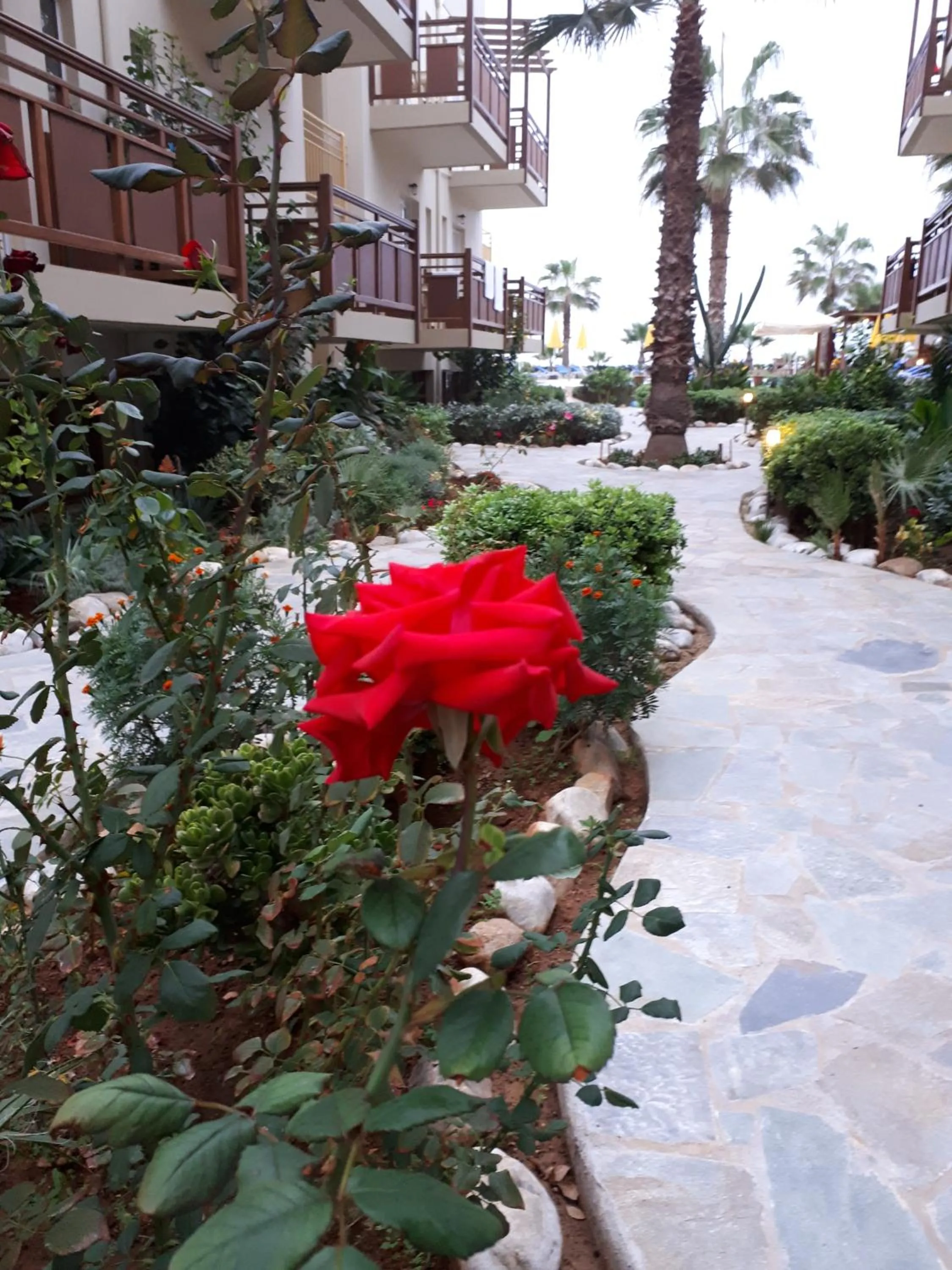 Garden in Ilian Beach & Apartments