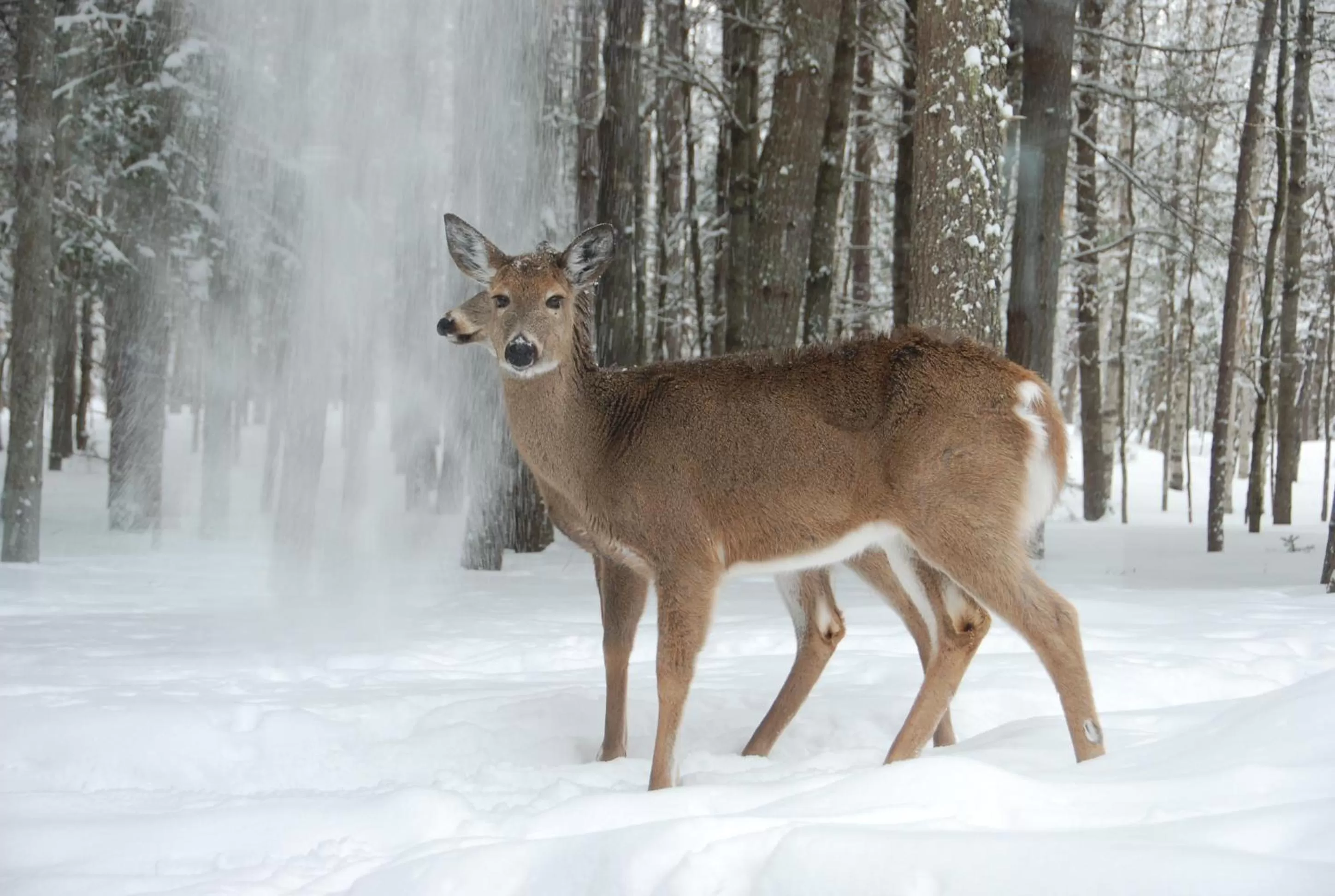 Winter in Auberge le Cosy Tremblant