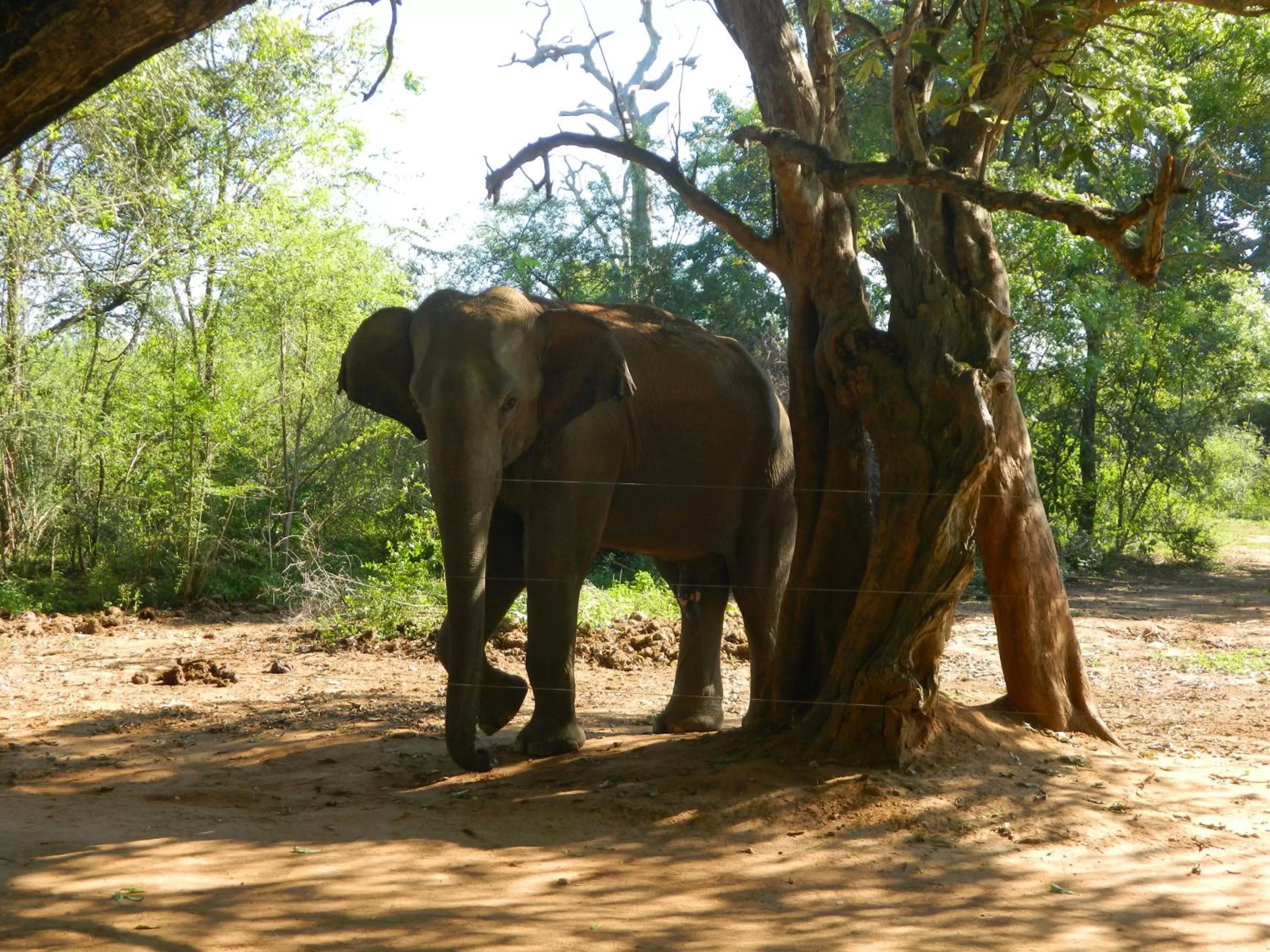 Other Animals in New Ocean Vibes