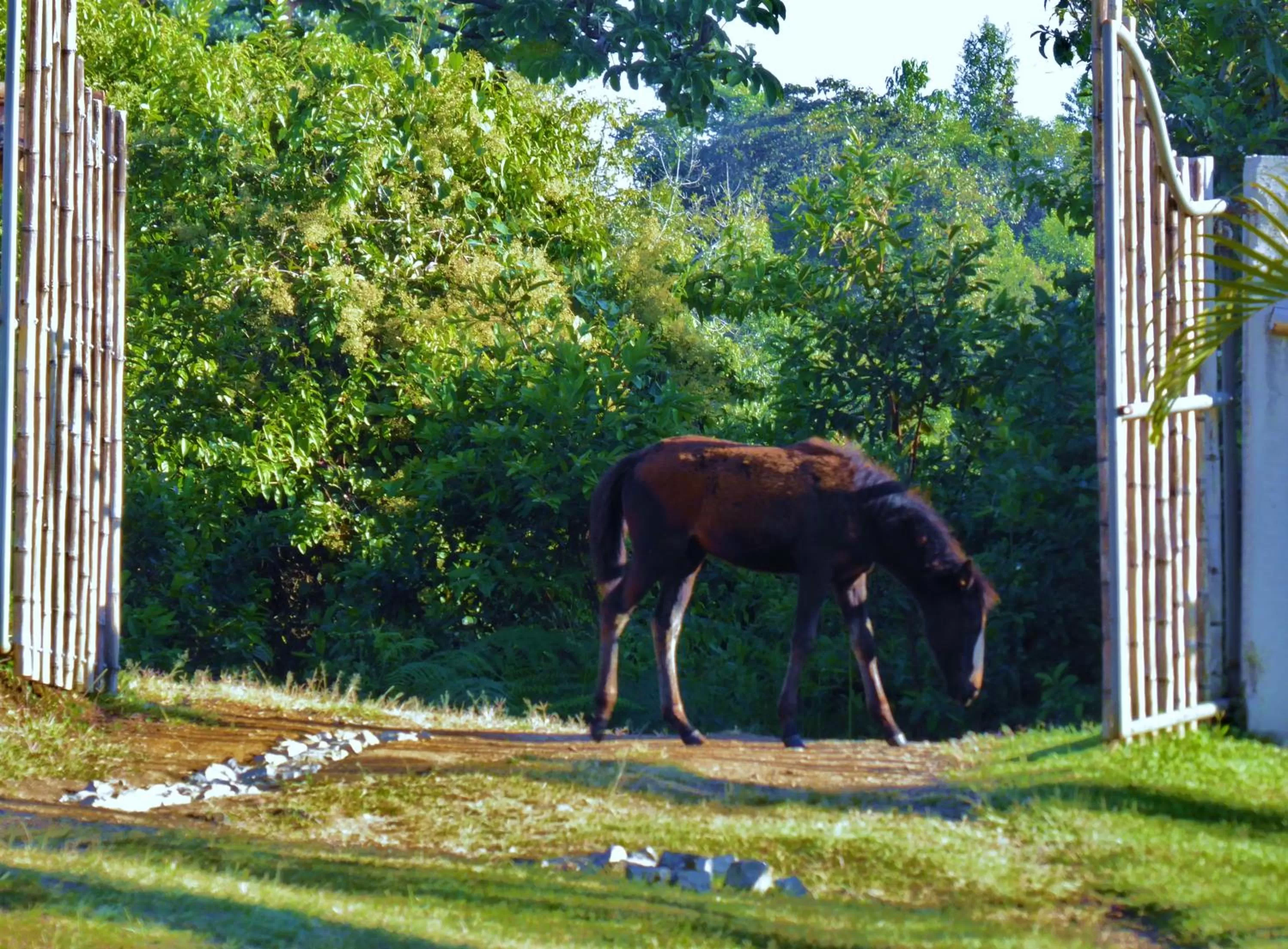Facade/entrance, Other Animals in Finca El Cielo