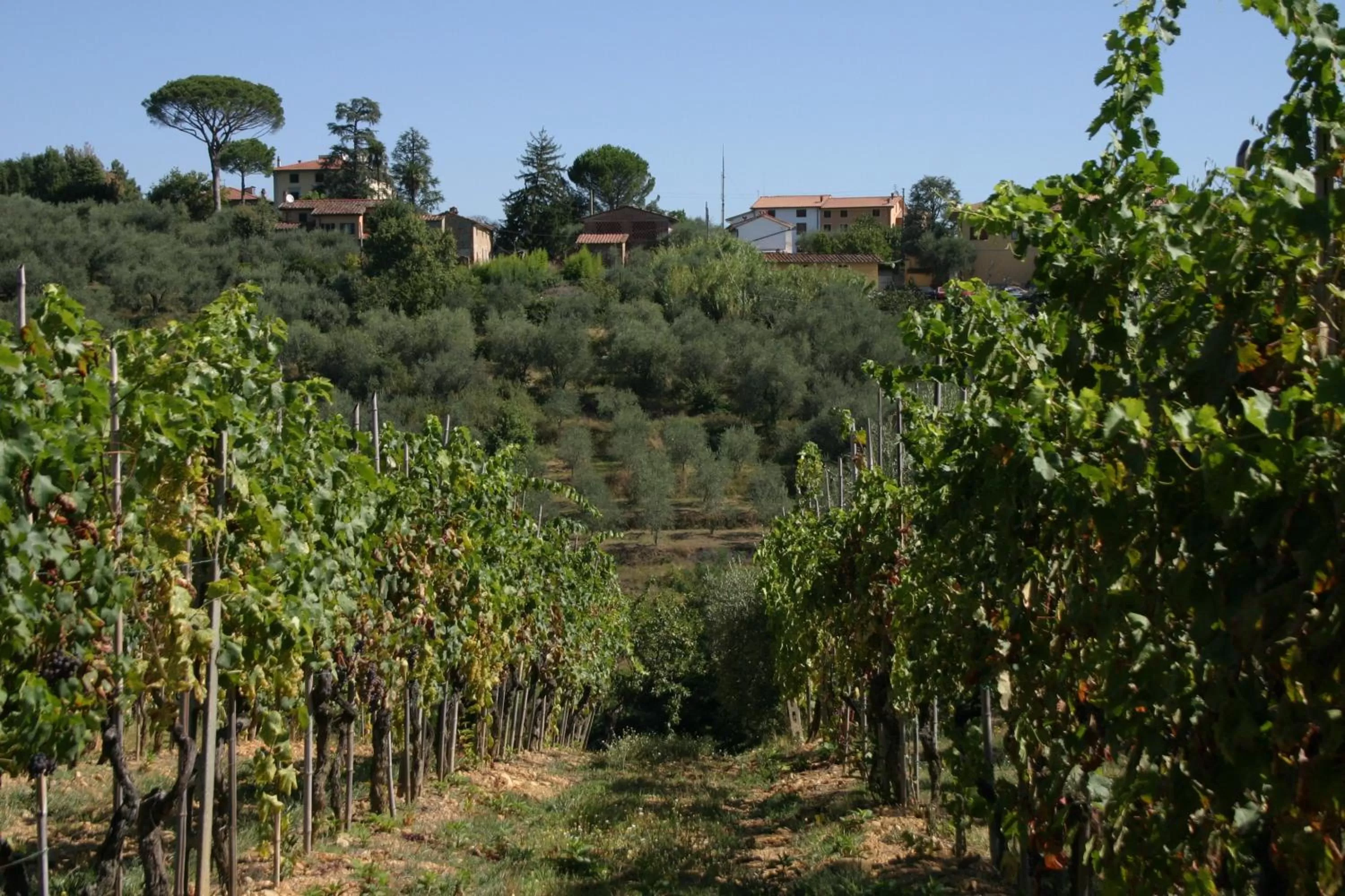 Garden view in Casa Fontanino