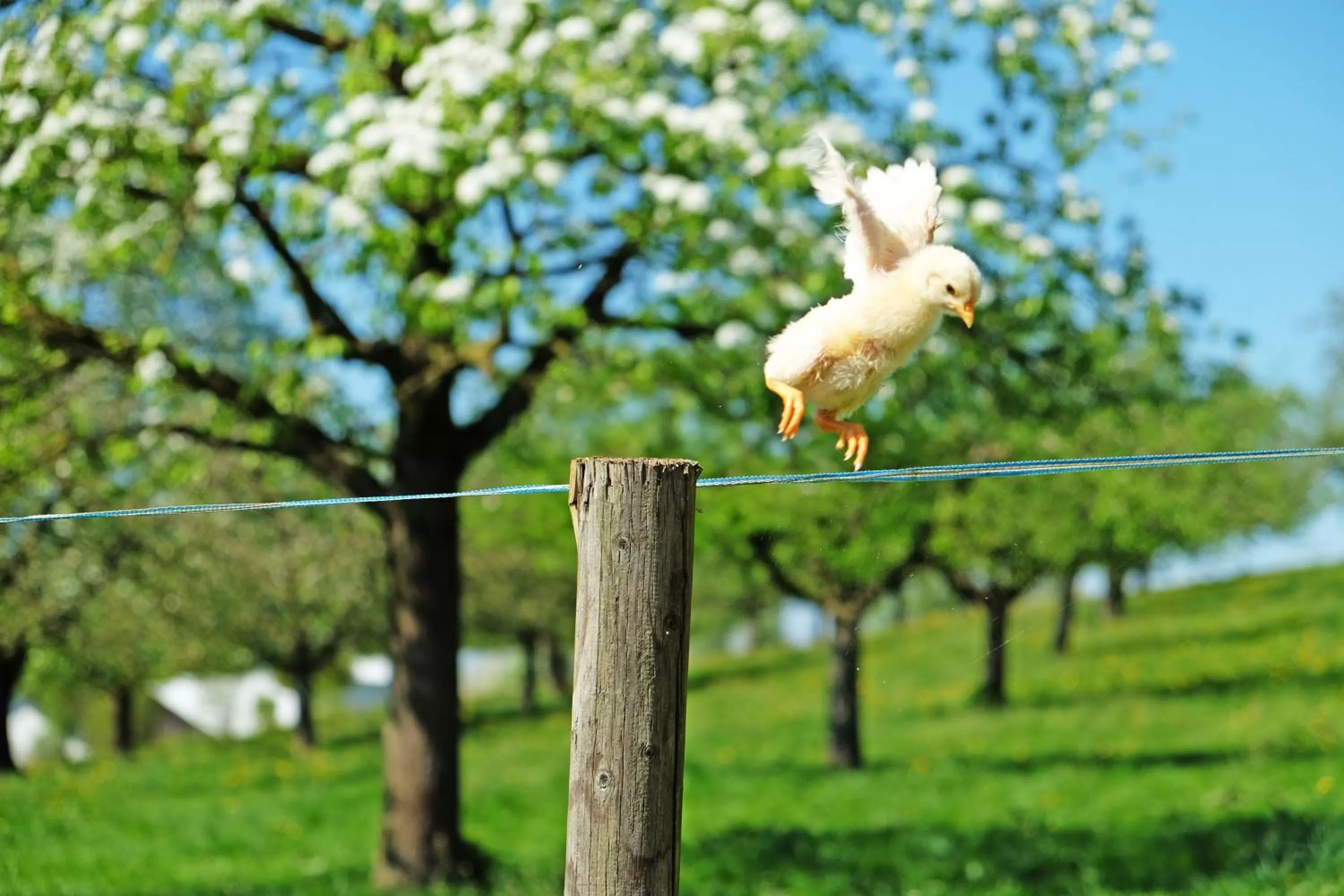 Animals in Gasthaus zum Bauernhof