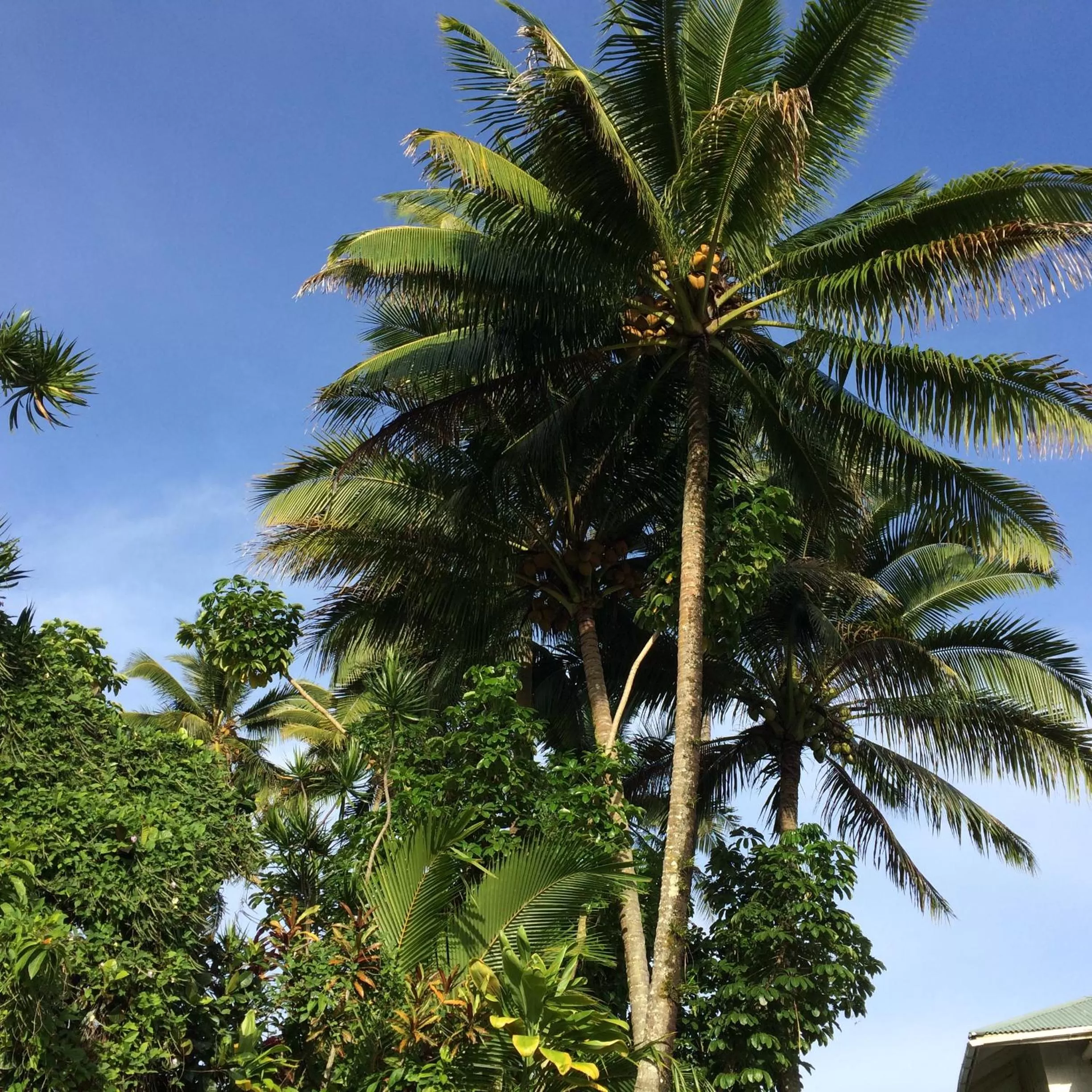 Garden in Hilo Bay Oceanfront Bed and Breakfast