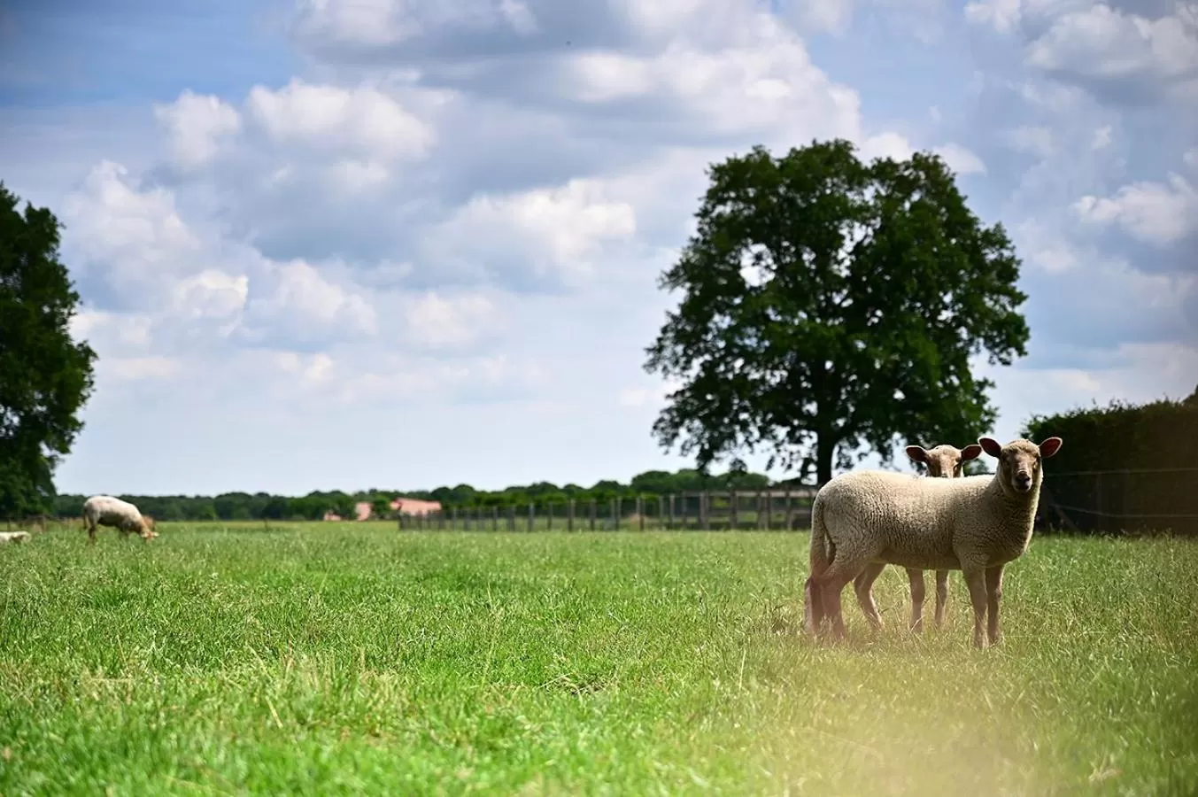 De Lakenvelder B&B Eersel