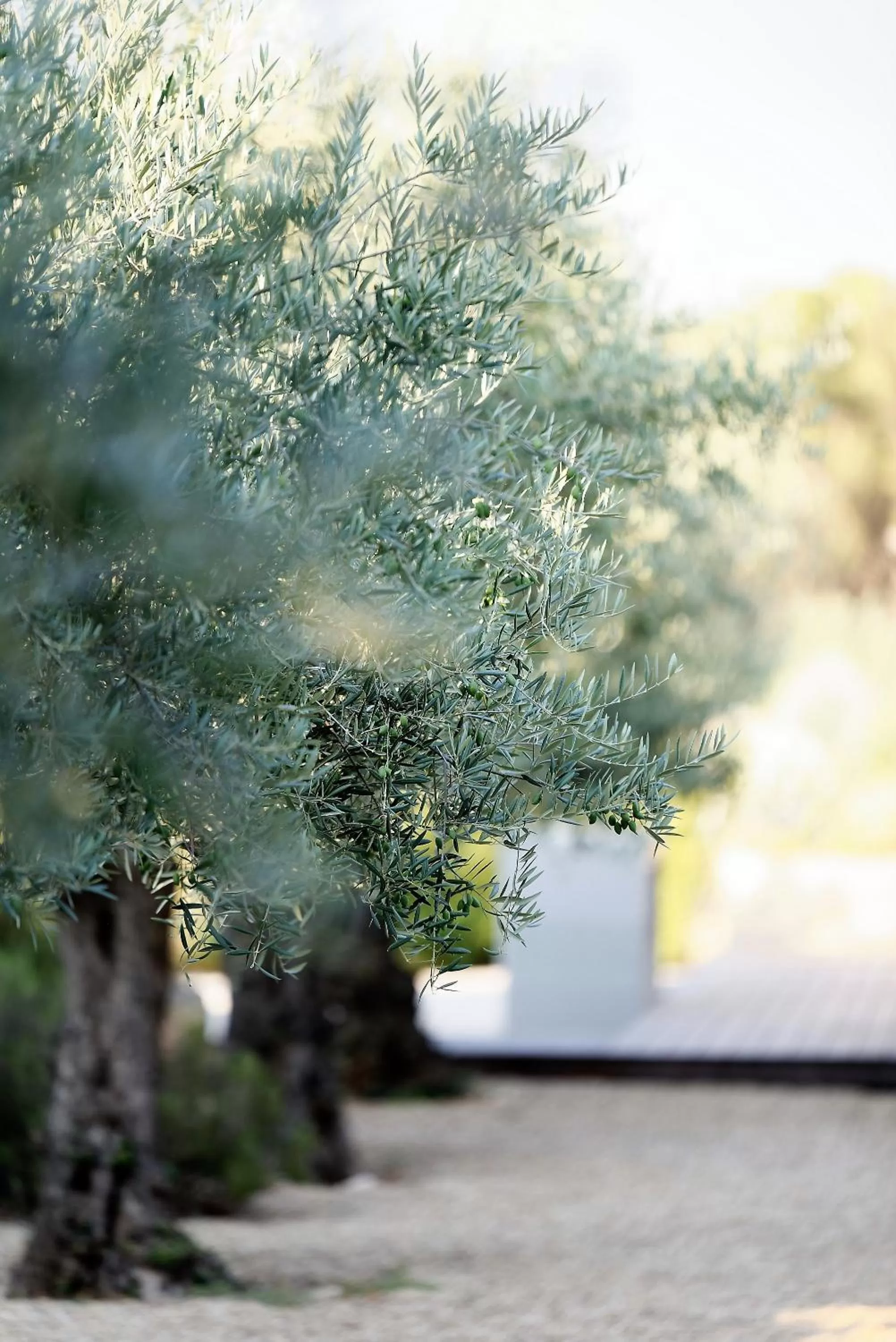 Natural landscape in Domaine la Pierre Blanche