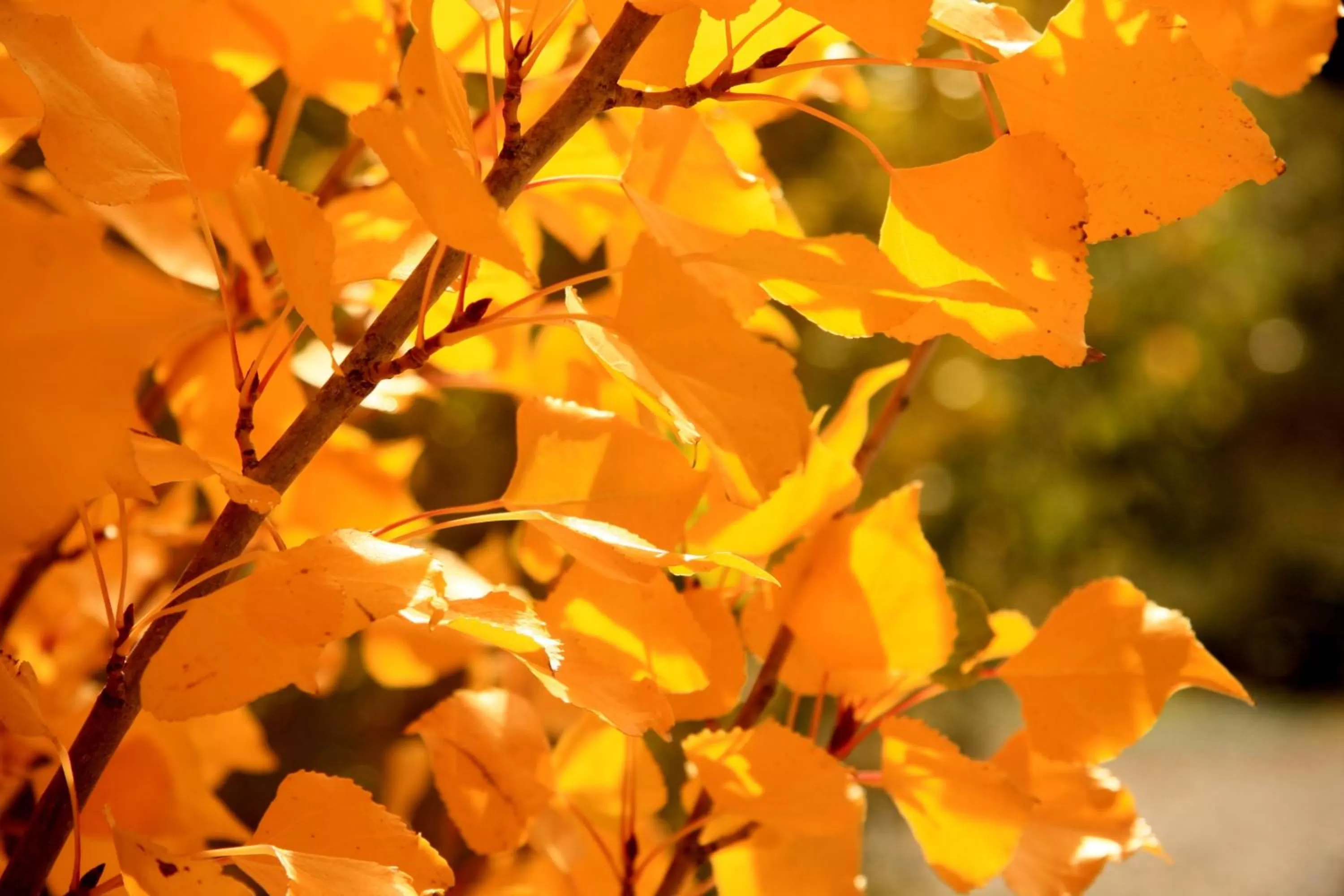 Autumn in Las Pitras Lodge