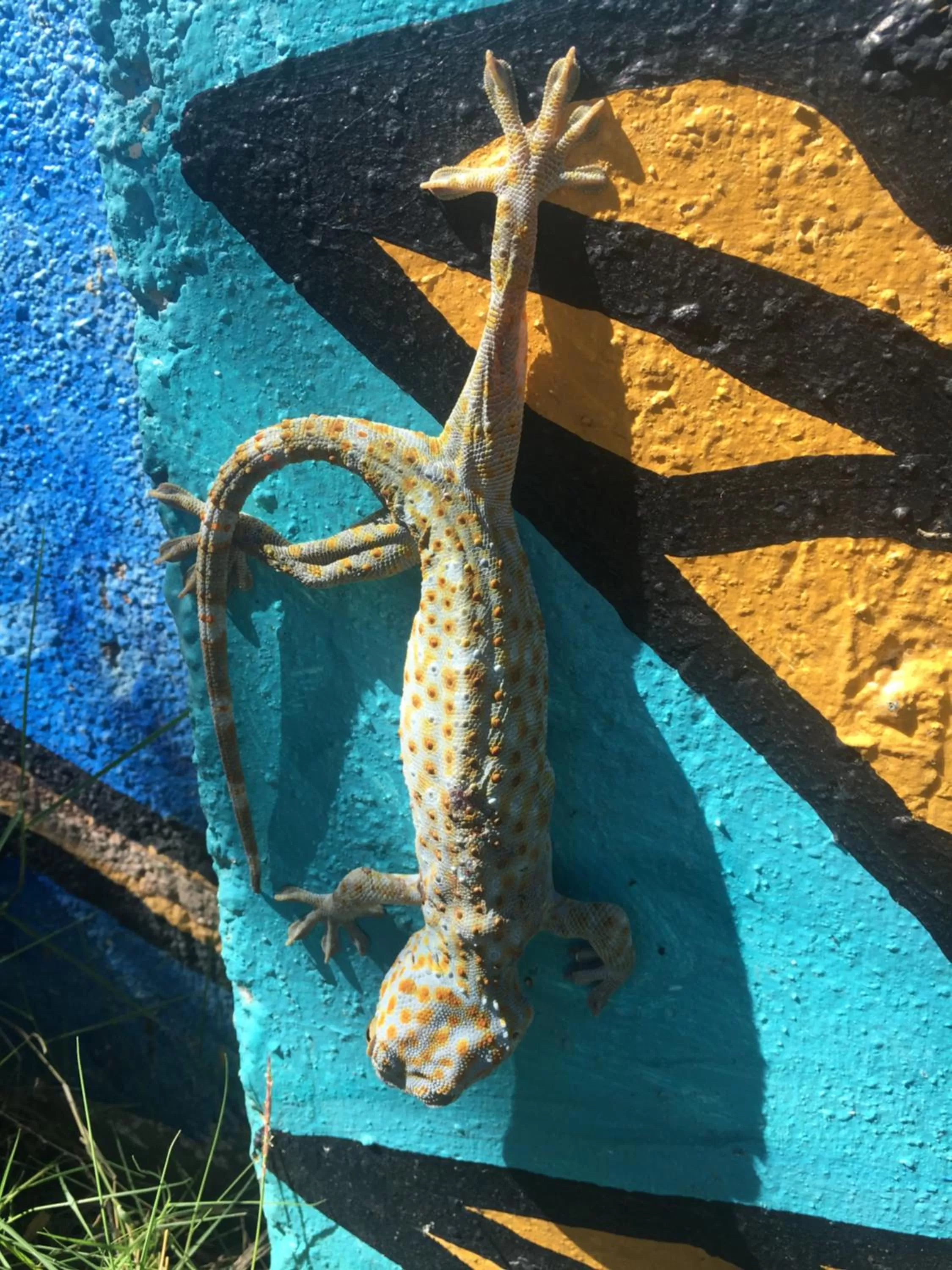 Lala Panzi Bed and Breakfast