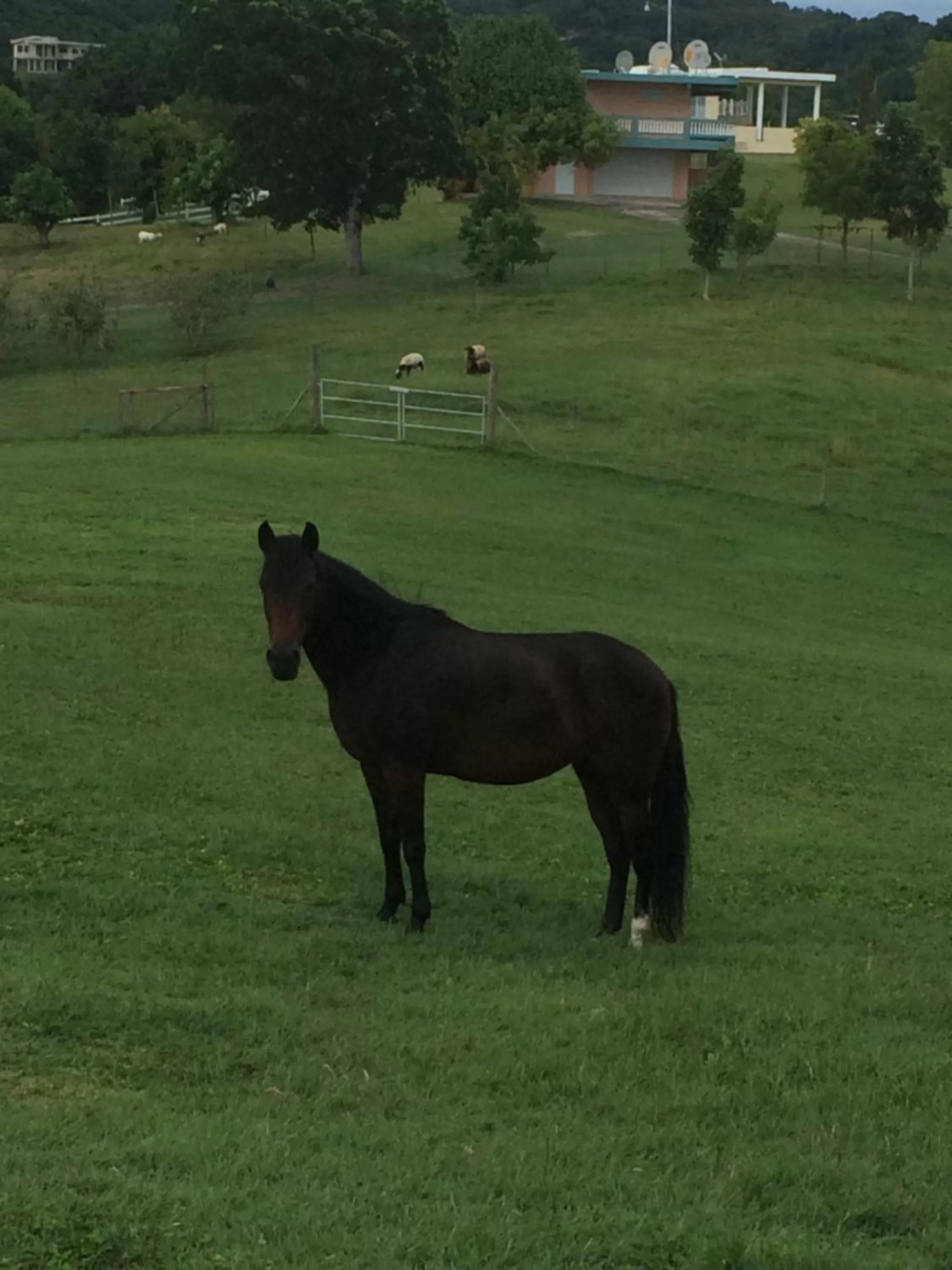 Other Animals in 4 Casitas