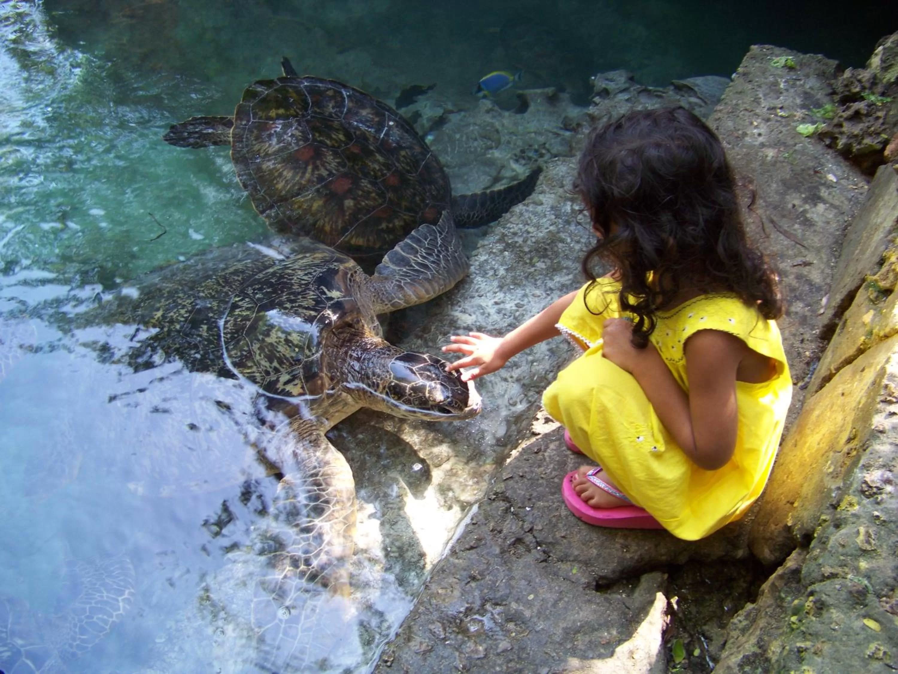 Activities in Baraka Aquarium Bungalows