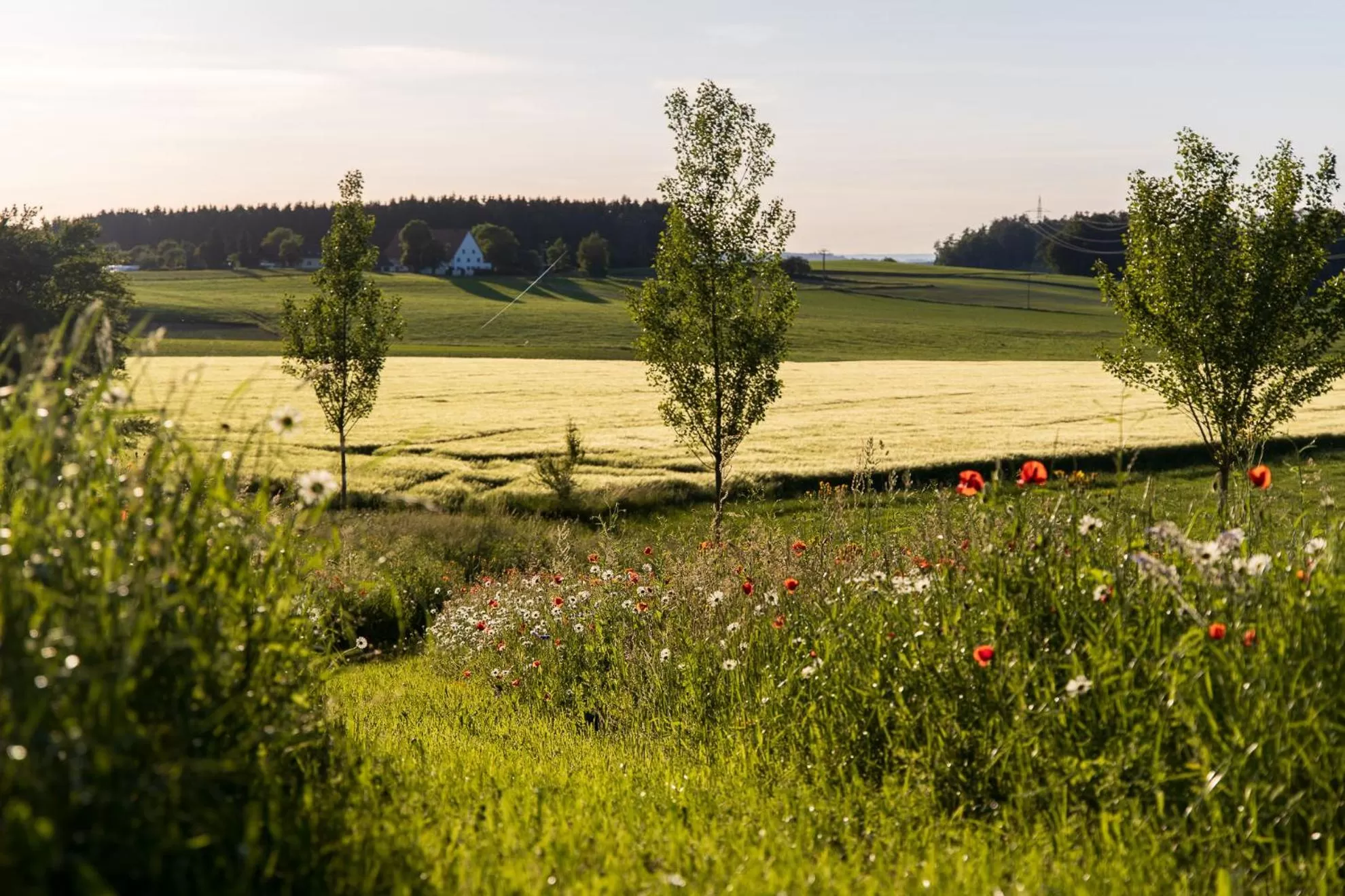 Garden in Hotel-Landgasthof KREUZ