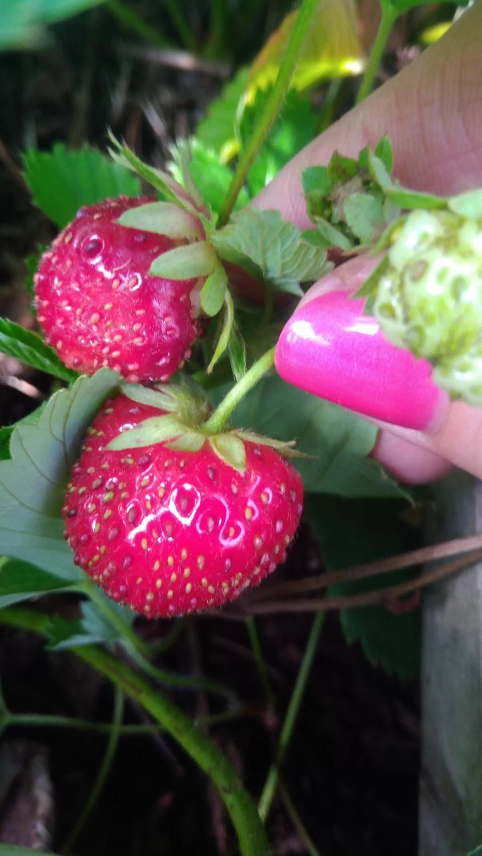 Garden in Montplaisir