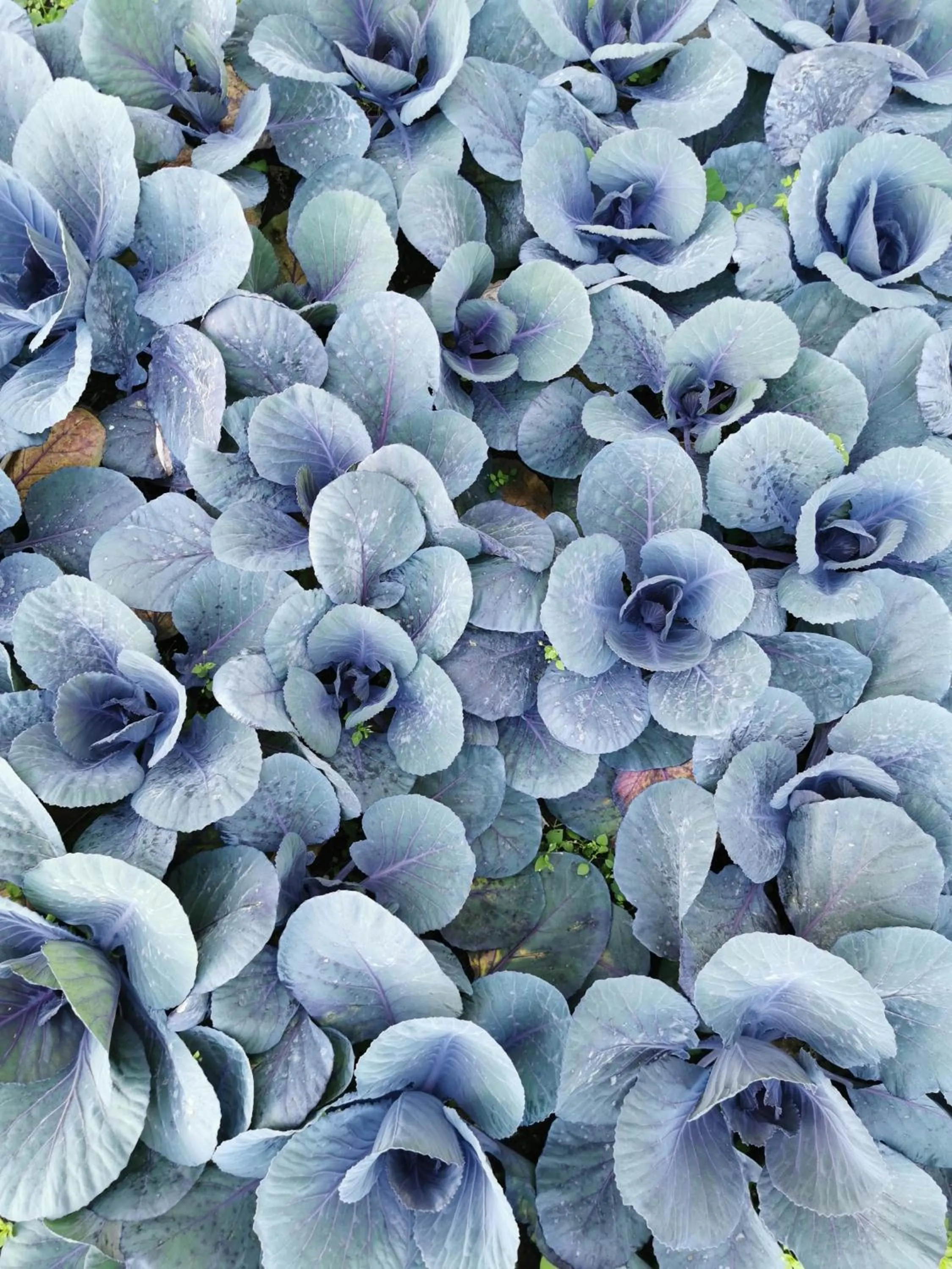 Garden in The Views Oasis